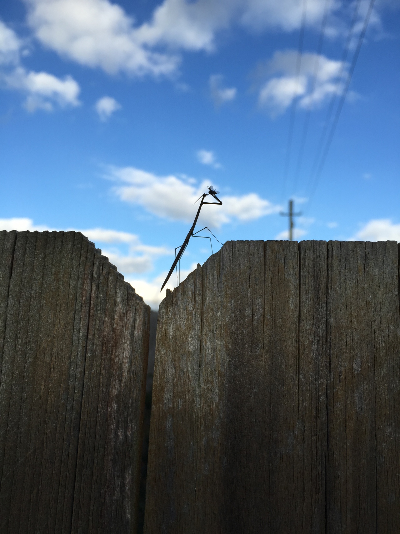 Foap.com: Praying mantis sacrificing a fly on top of a fence. stock ...