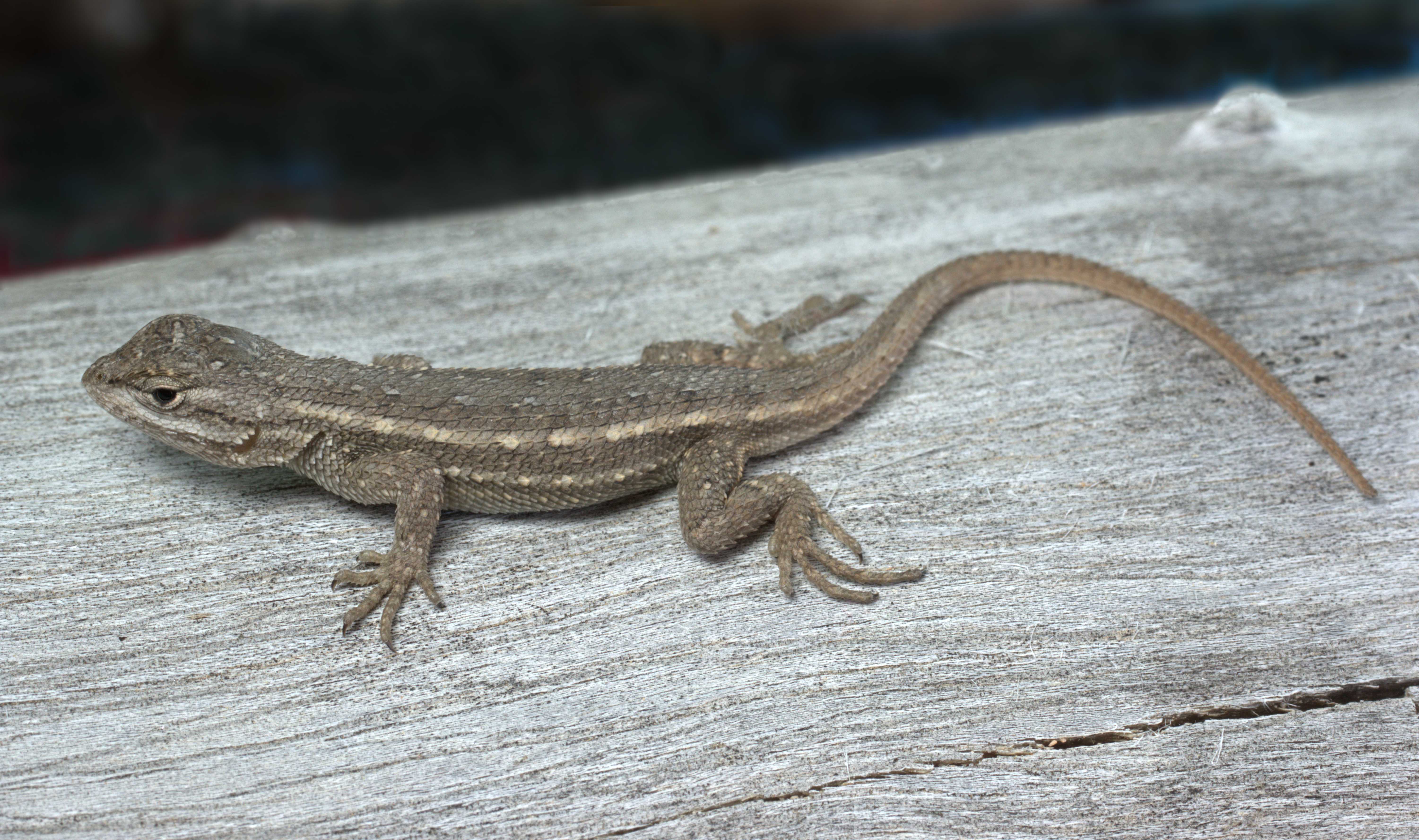 Southwestern Fence Lizard - Tucson Herpetological Society