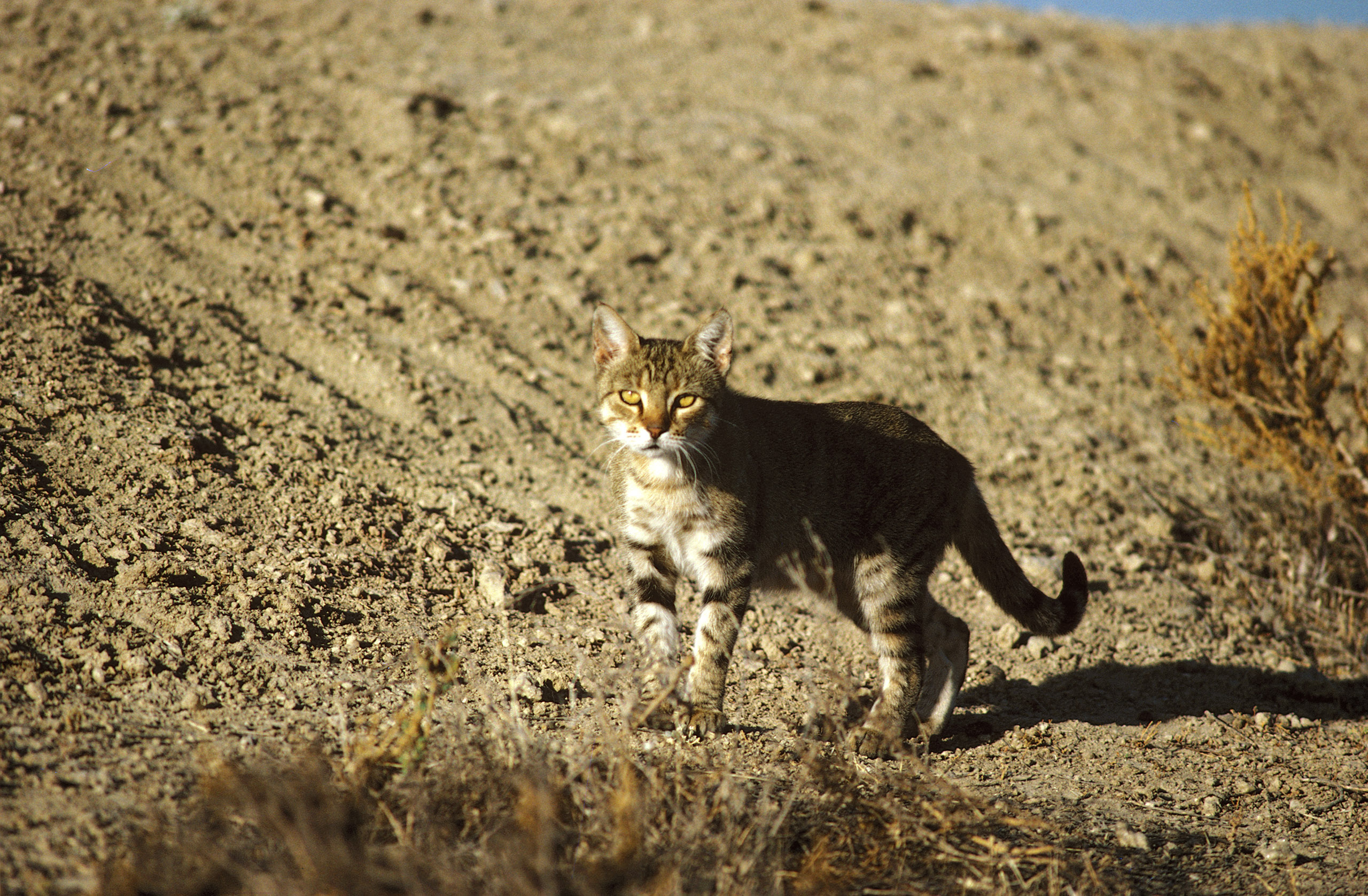 New Research: Australia's Serious Feral Cat Problem | Time