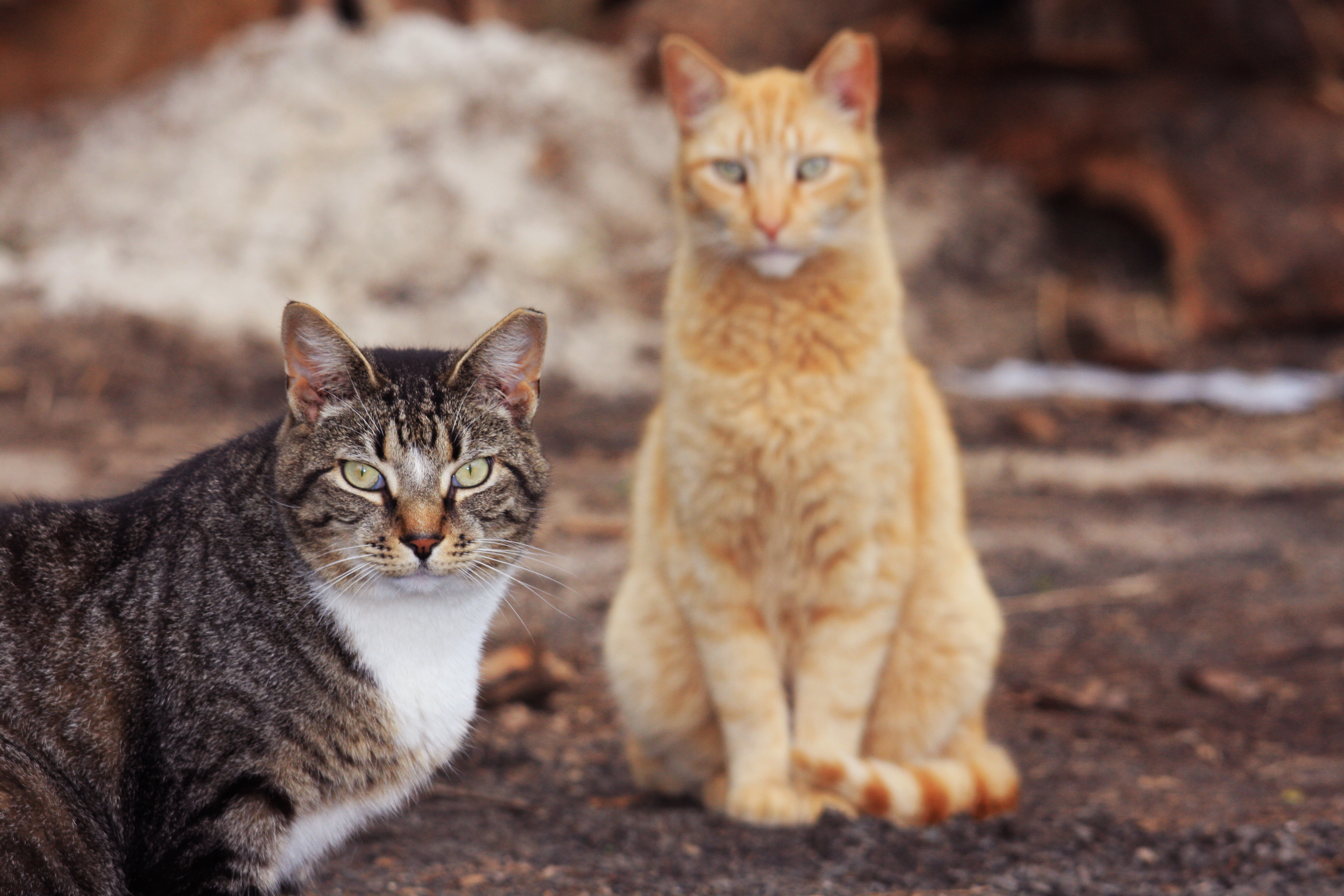 Feral Cats and TNR | TCAP Affordable spay, neuter, and vaccinations