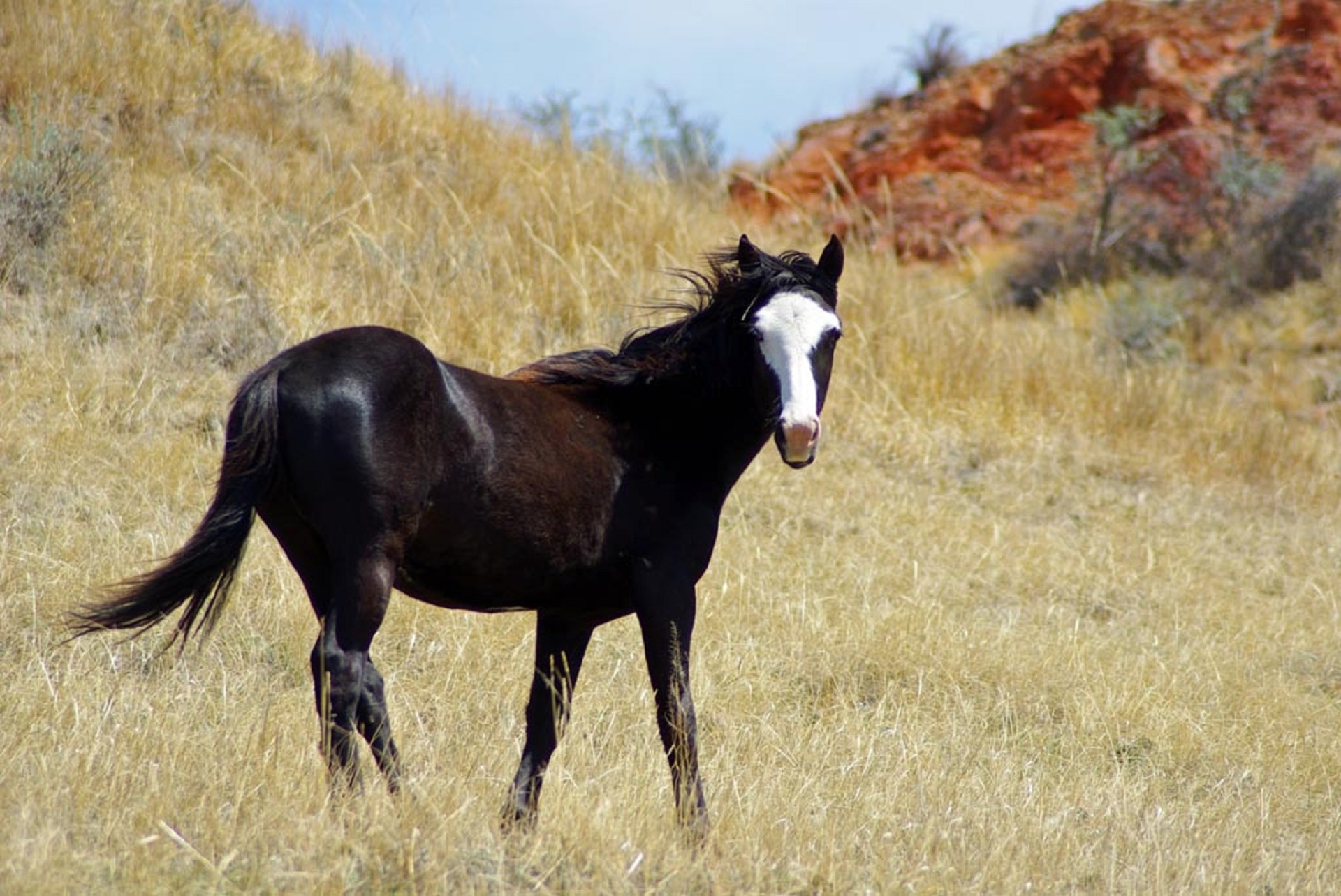 Feral horse photo