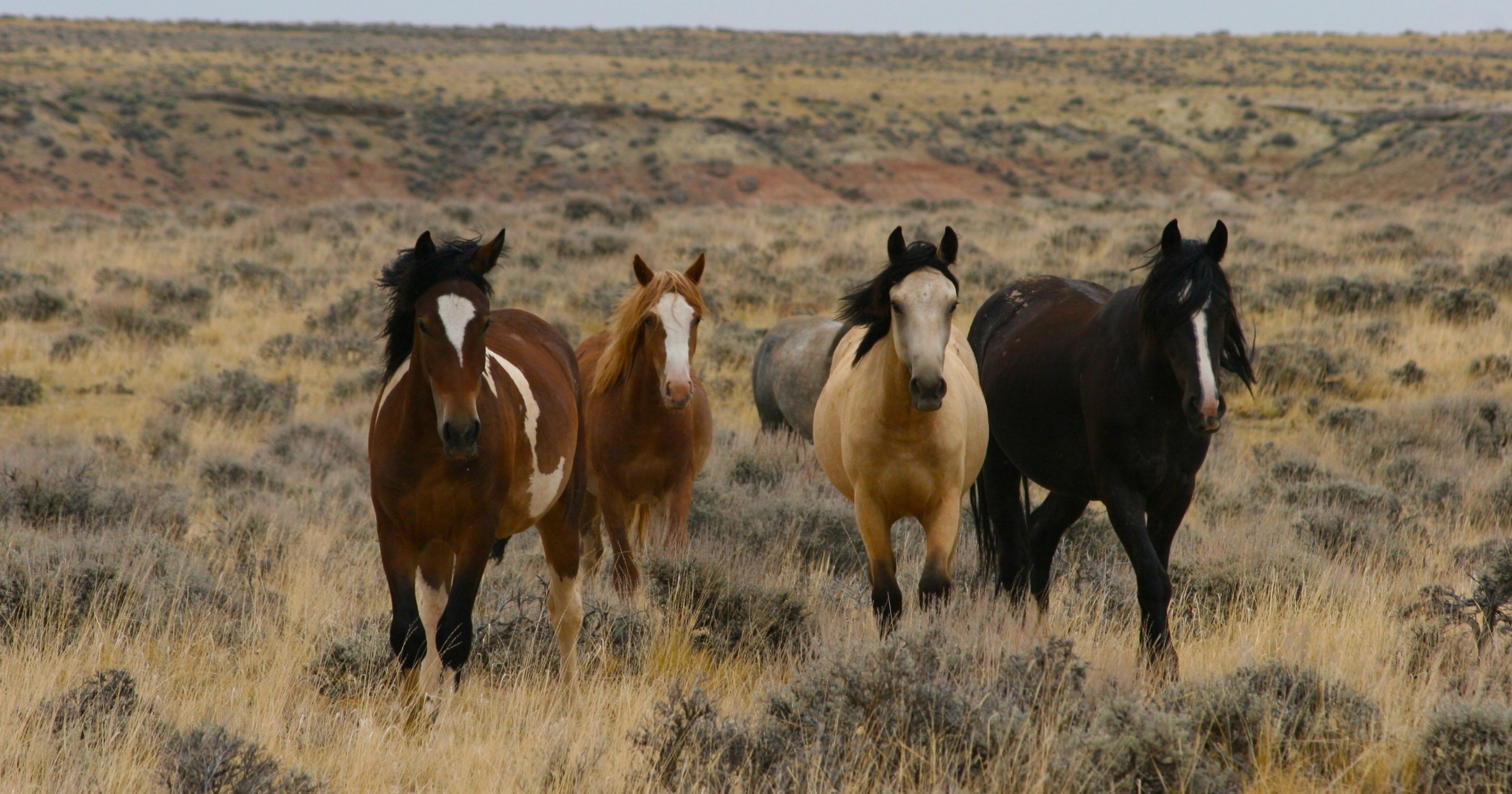 10 great places to see wild horses