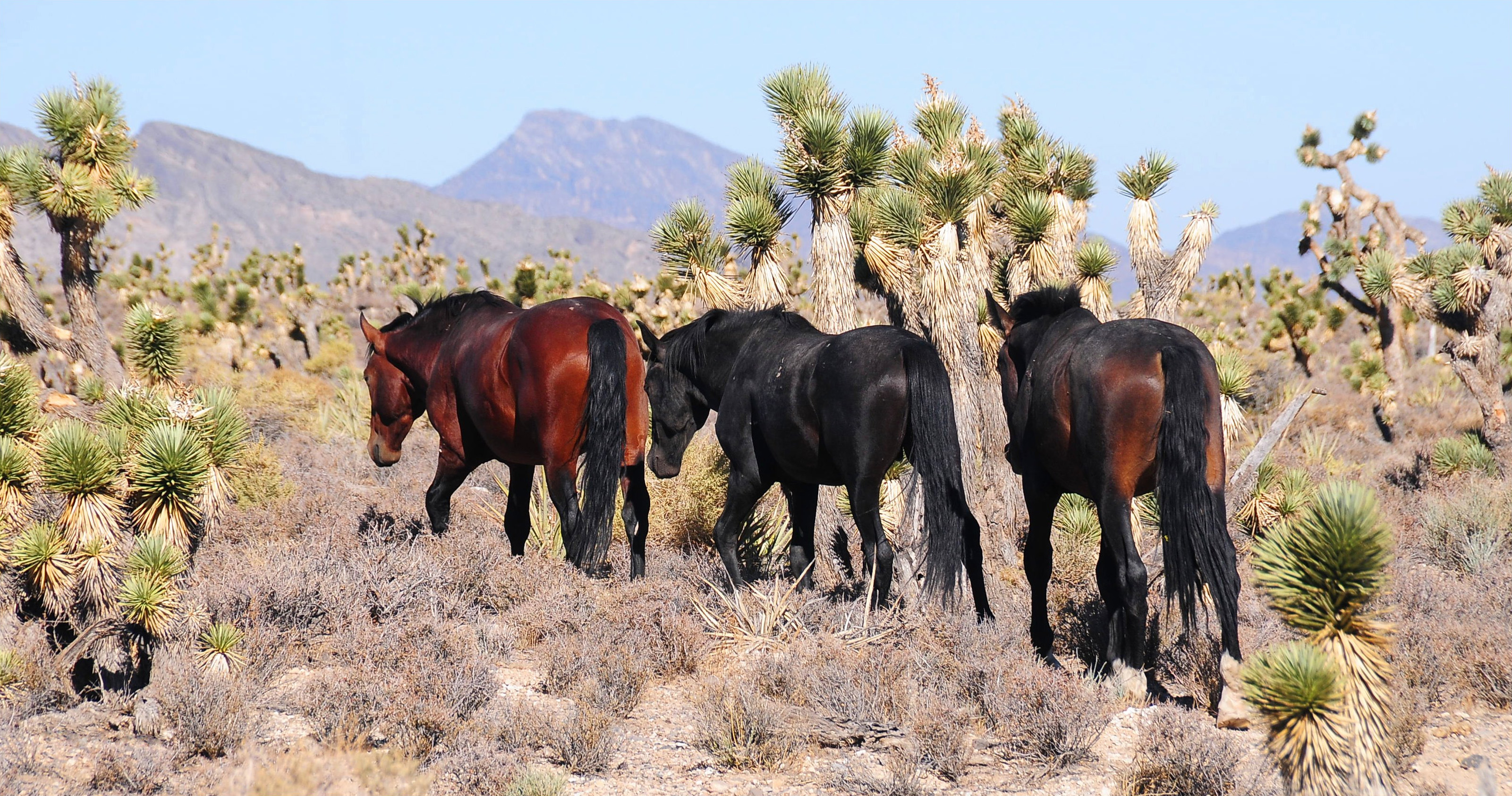 File:Feral horses.jpg - Wikimedia Commons