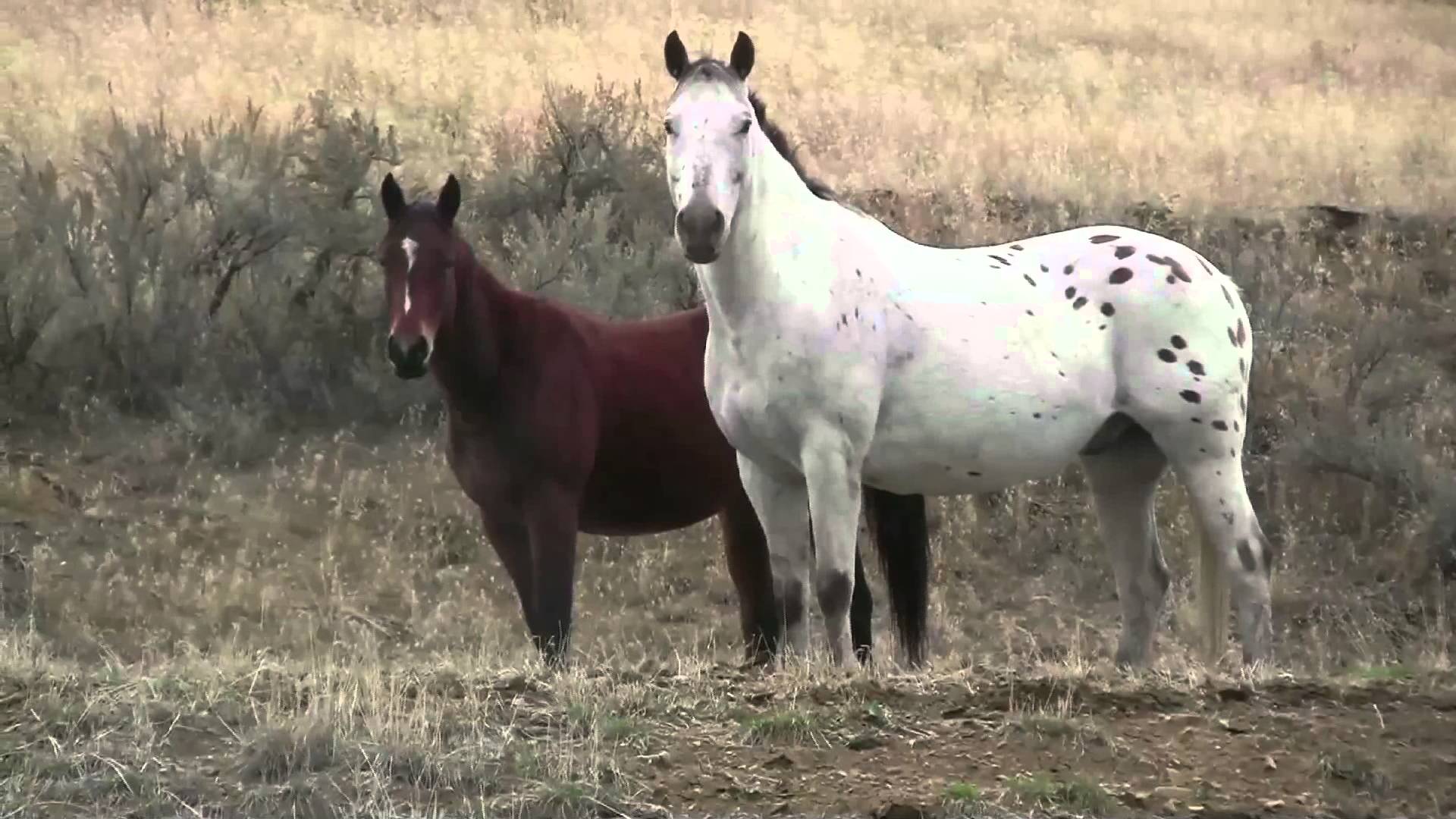 Owyhee Canyonlands feral horses - YouTube