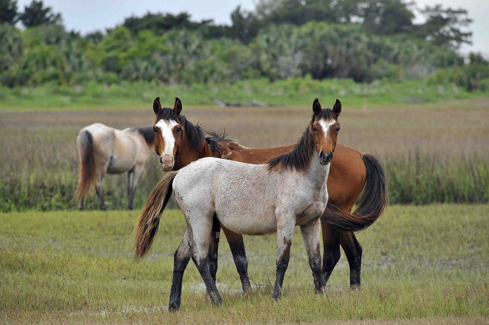 Feral horses photo