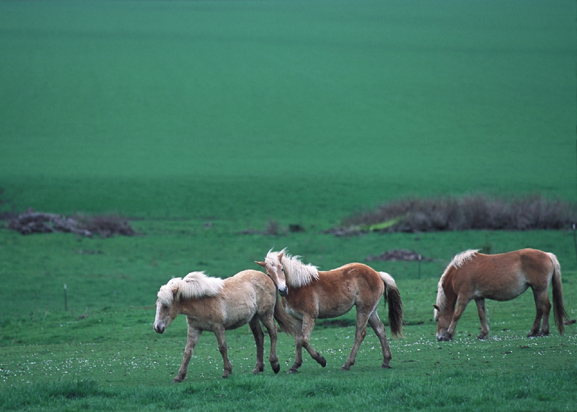 Feral horses photo