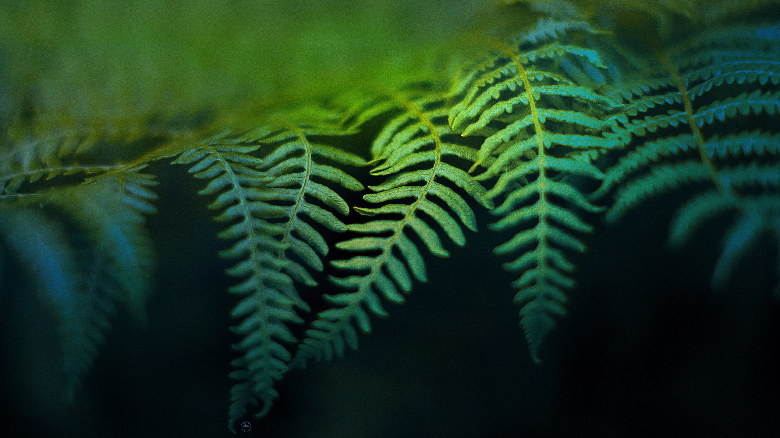 55 Fern HD Wallpapers | Background Images - Wallpaper Abyss