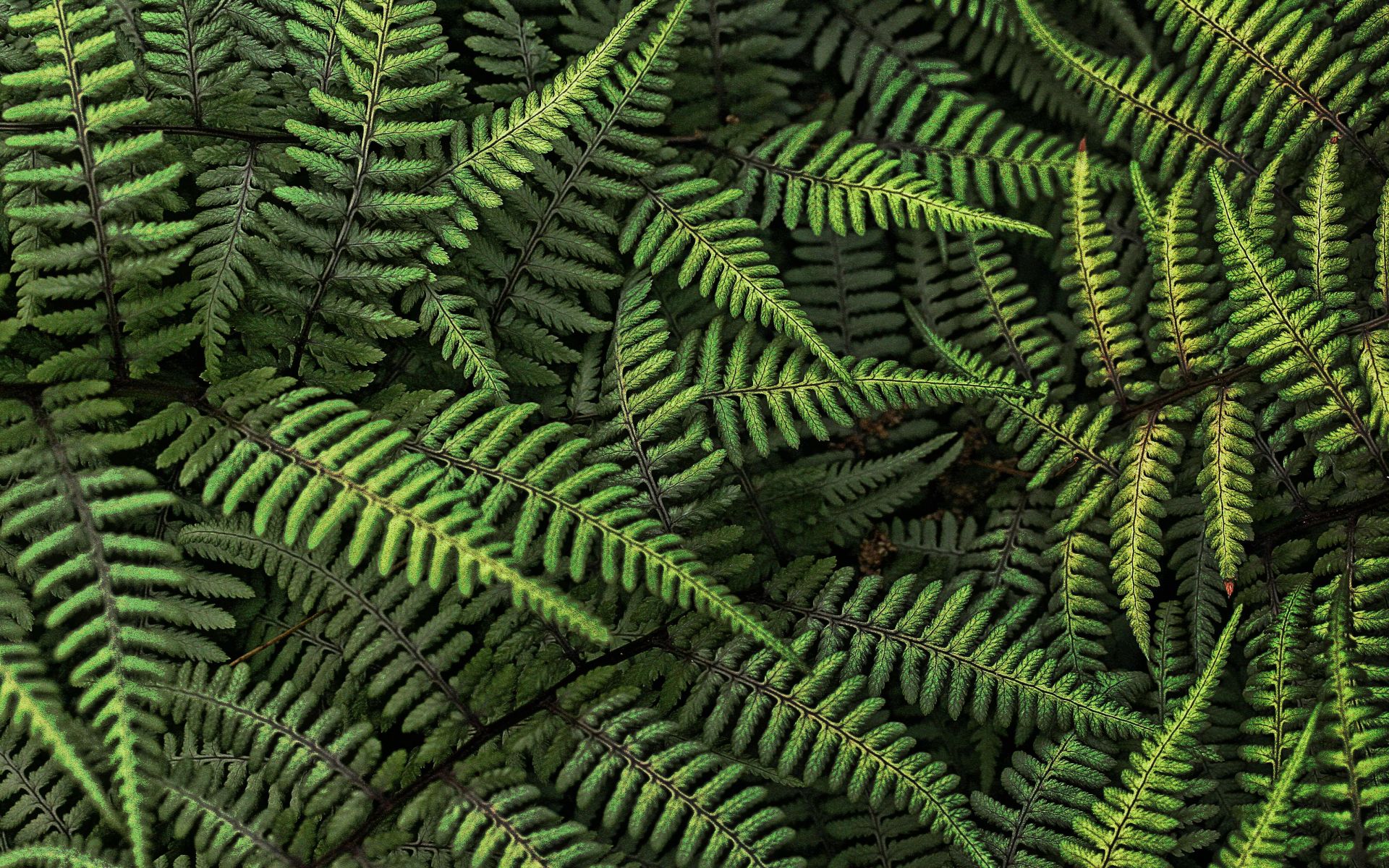 Fern Full HD Wallpaper and Background Image | 1920x1200 | ID:117580