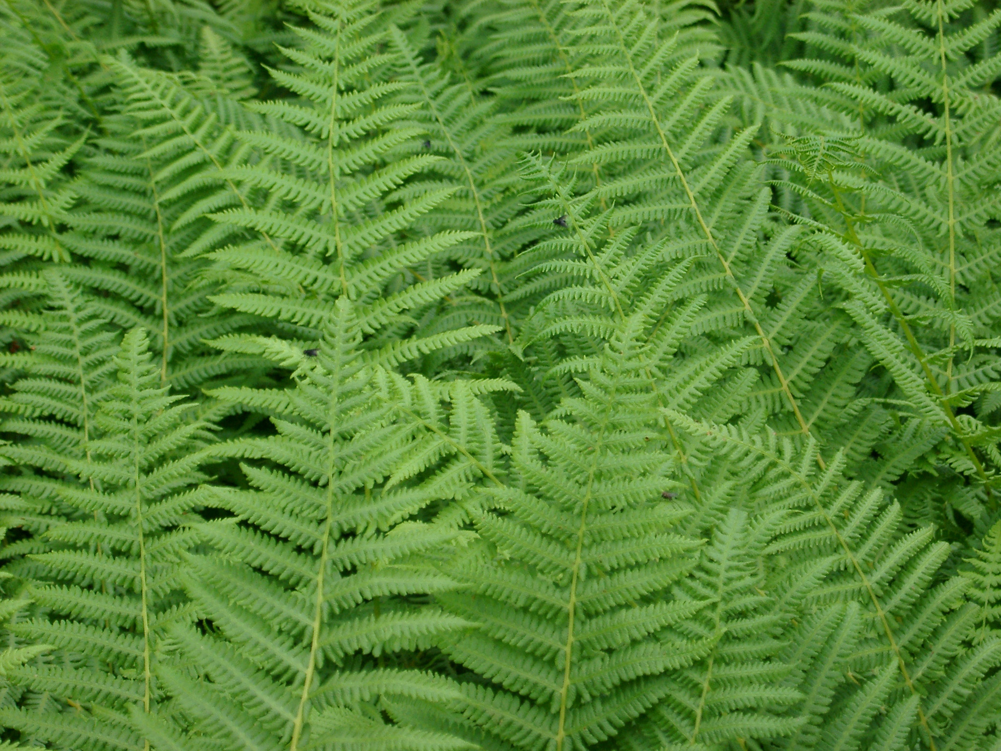 Free image of Background of green fern leaves
