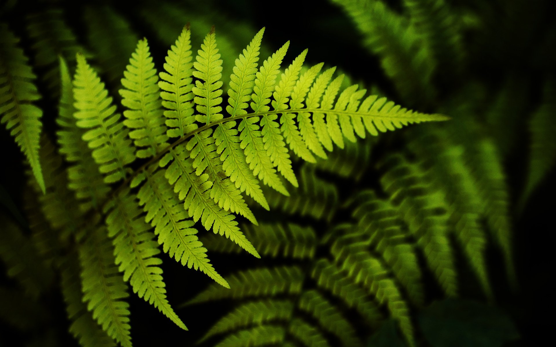 Fern Wallpapers and Background Images - stmed.net