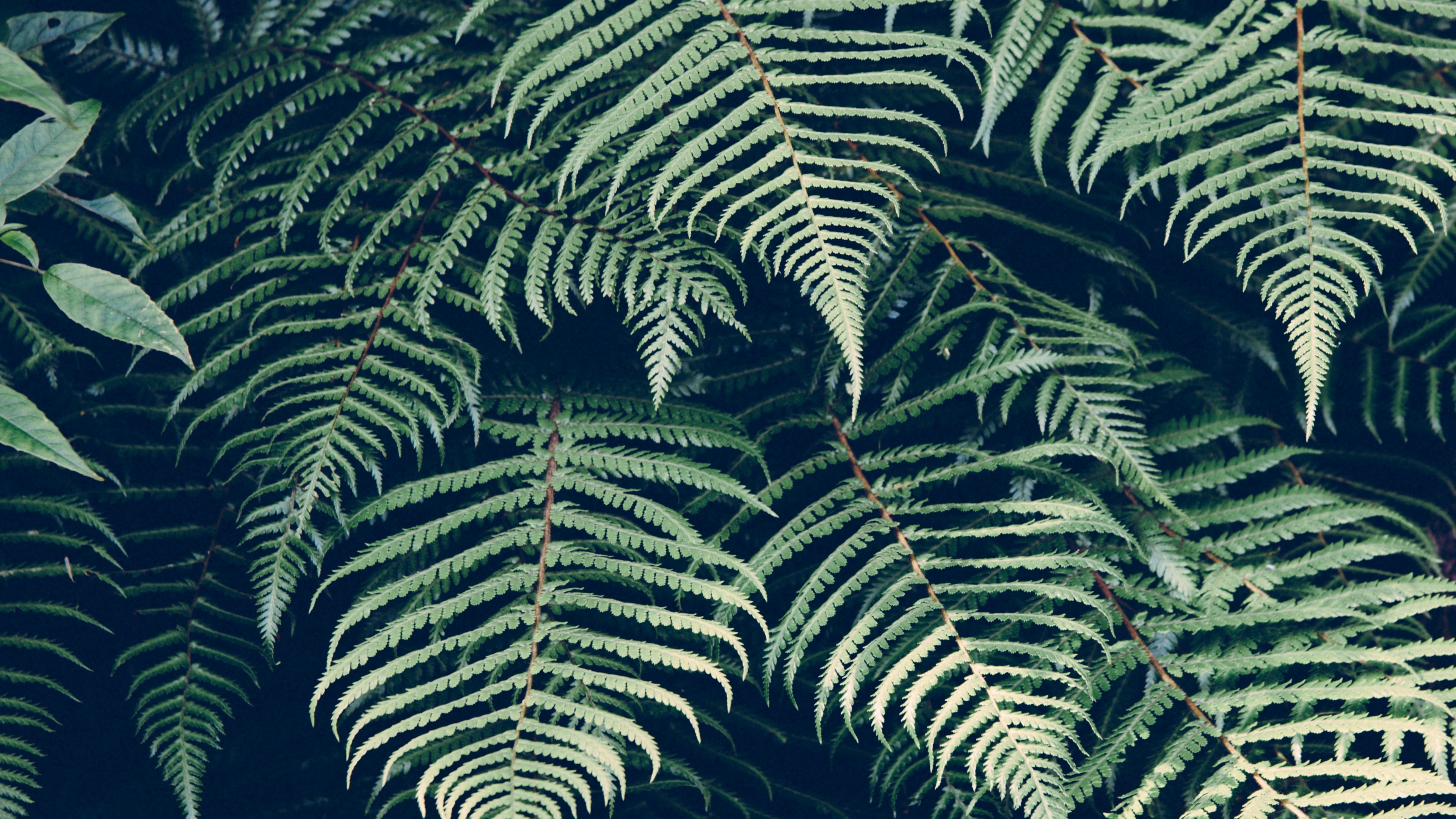 Ferns Wallpaper - Mobile & Desktop Background