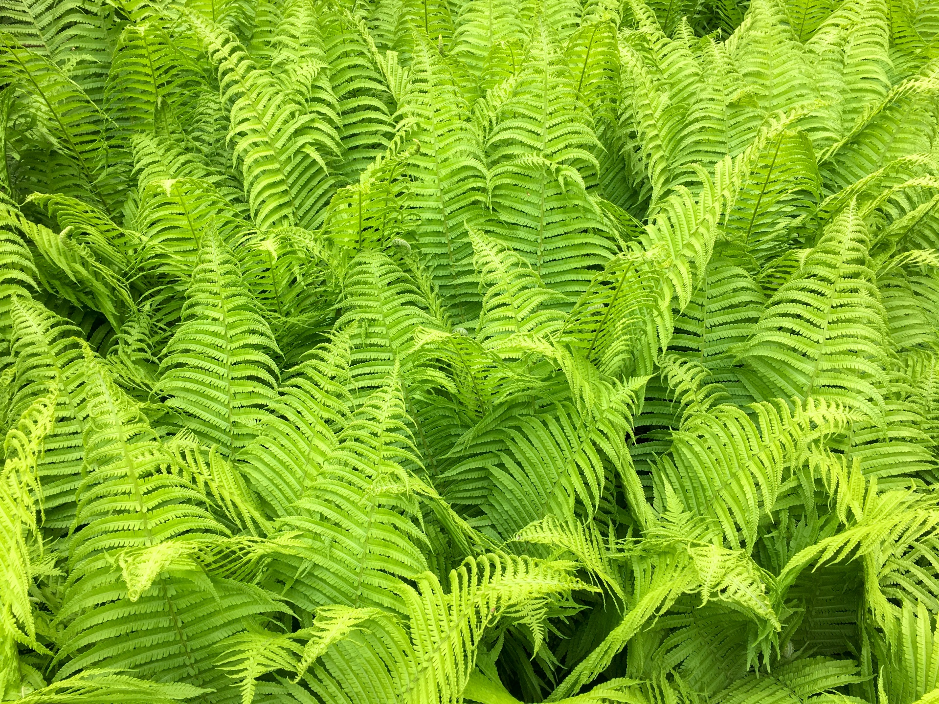 Green Fern Background Free Stock Photo - Public Domain Pictures