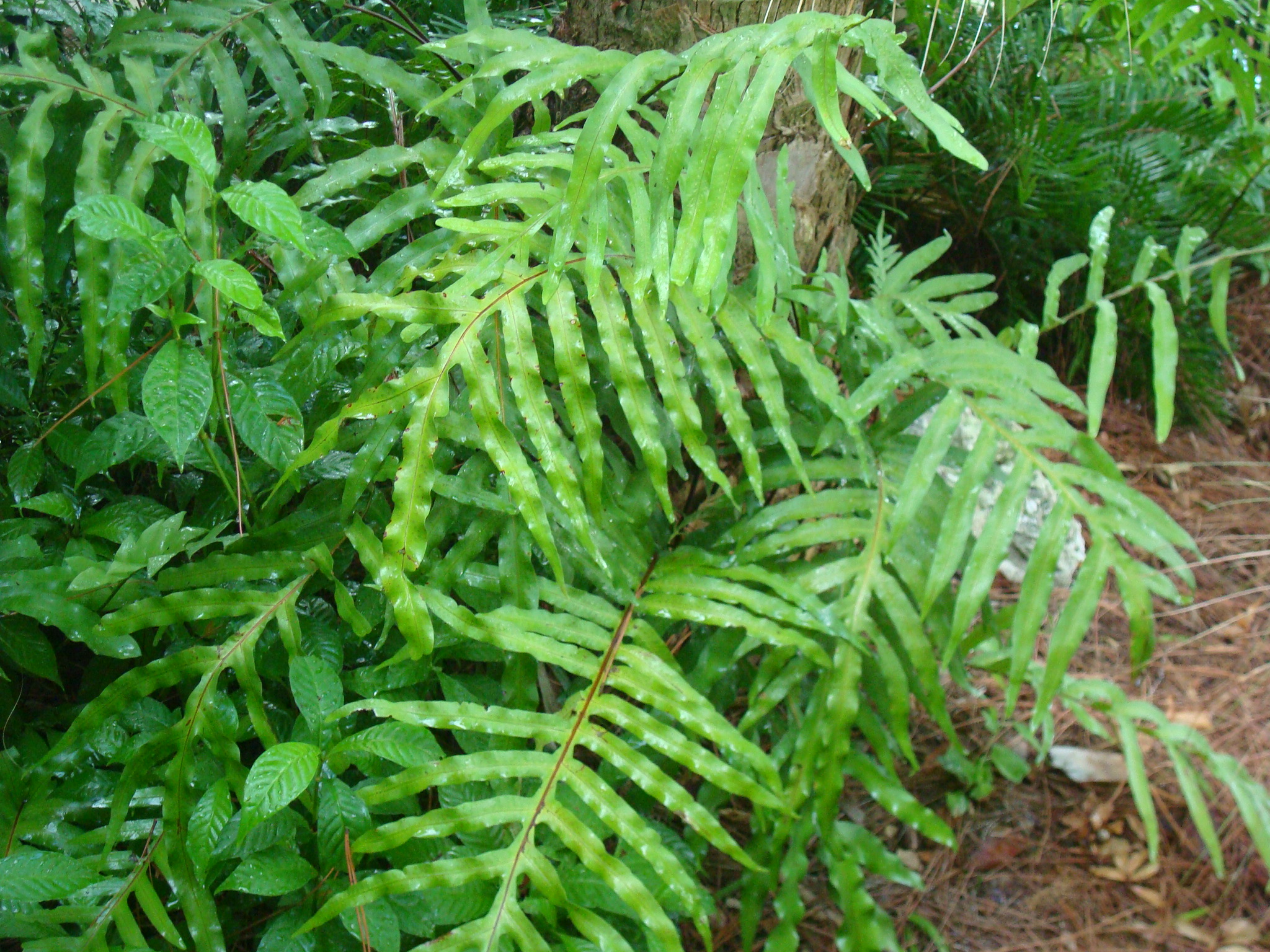 Golden Polypody or Cabbage Palm Fern for Sale - Wilcox Nursery