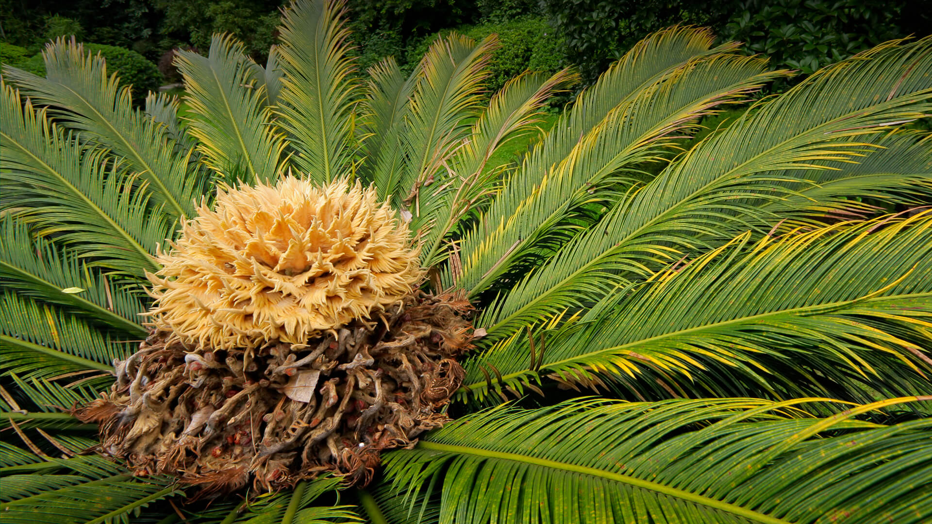 Palms and Cycads | San Diego Zoo Animals & Plants