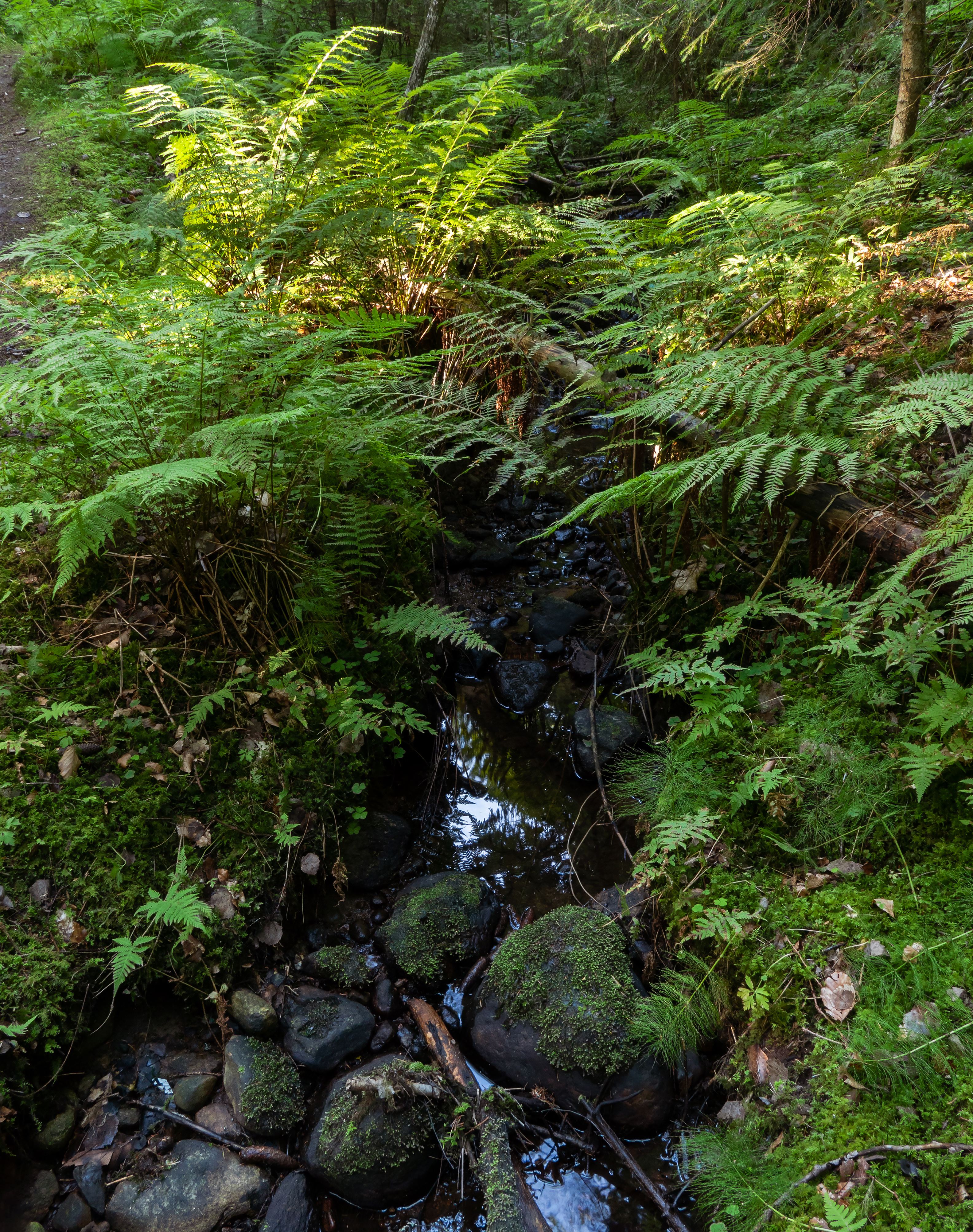 Ferns by the stream in Gullmarsskogen ravine, Boulders, Ferns, Forest, Gullmarsskogen, HQ Photo