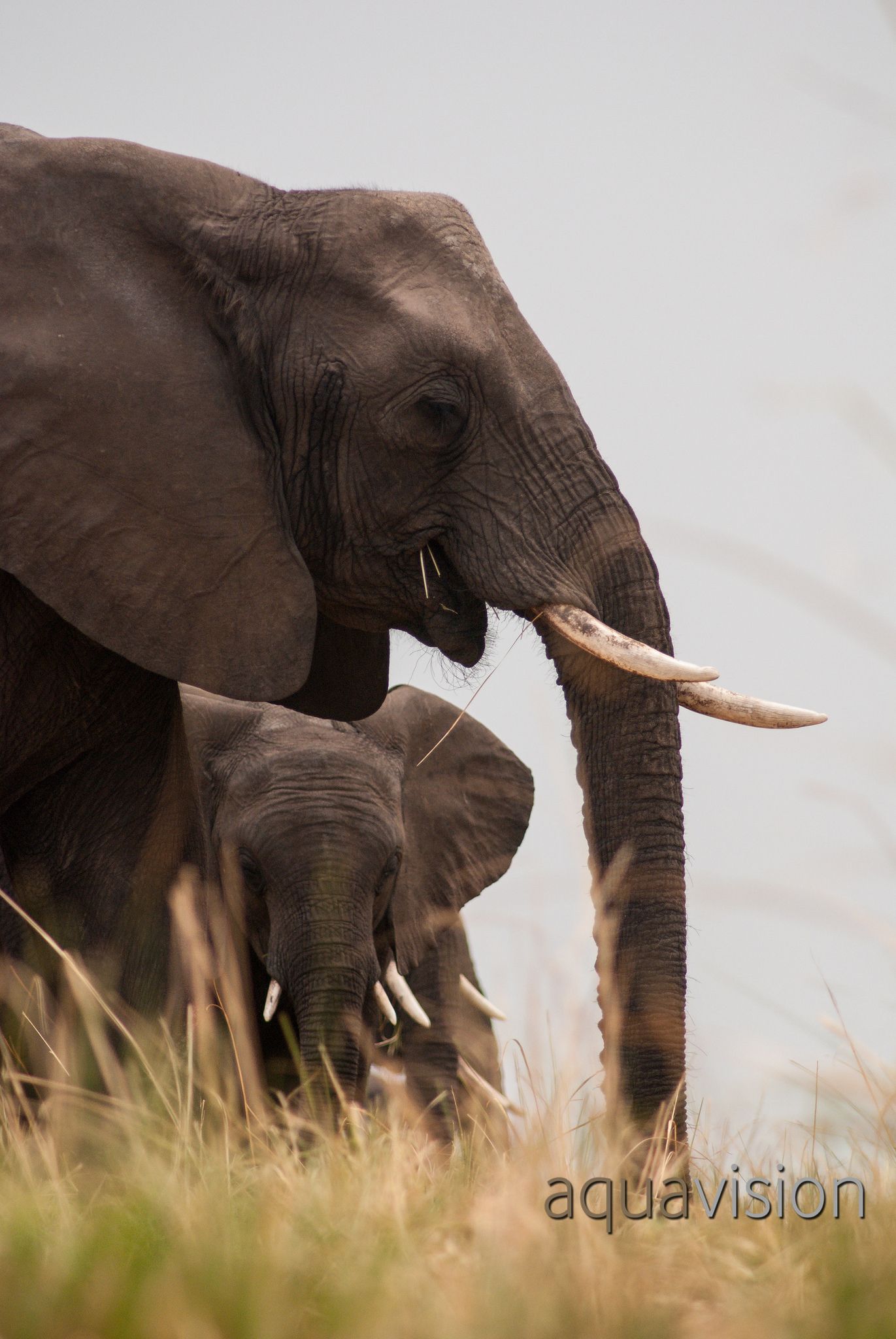 Mother Elephant and her calf. | Male elephant, Gestation period and ...