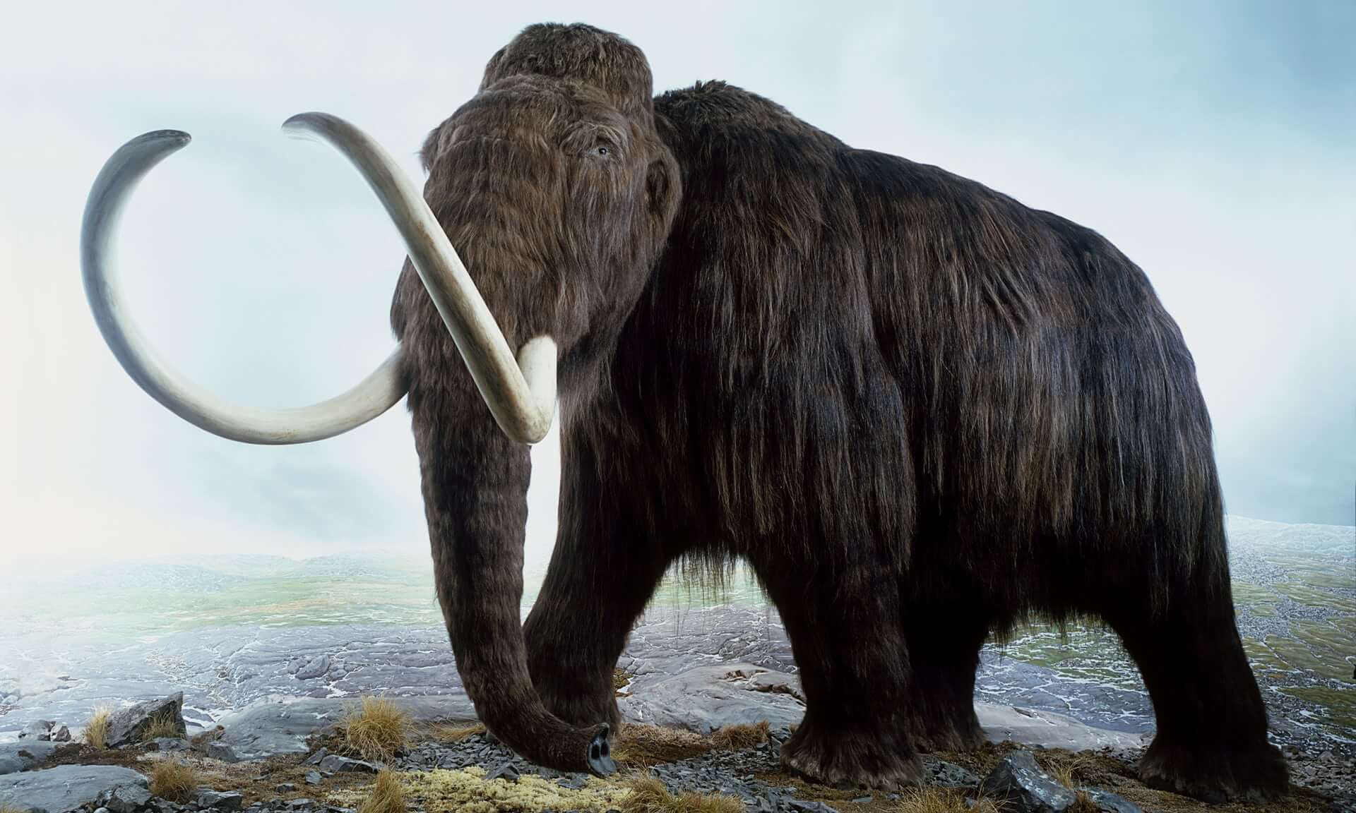 Woolly mammoth on verge of resurrection, scientists reveal - Alien ...