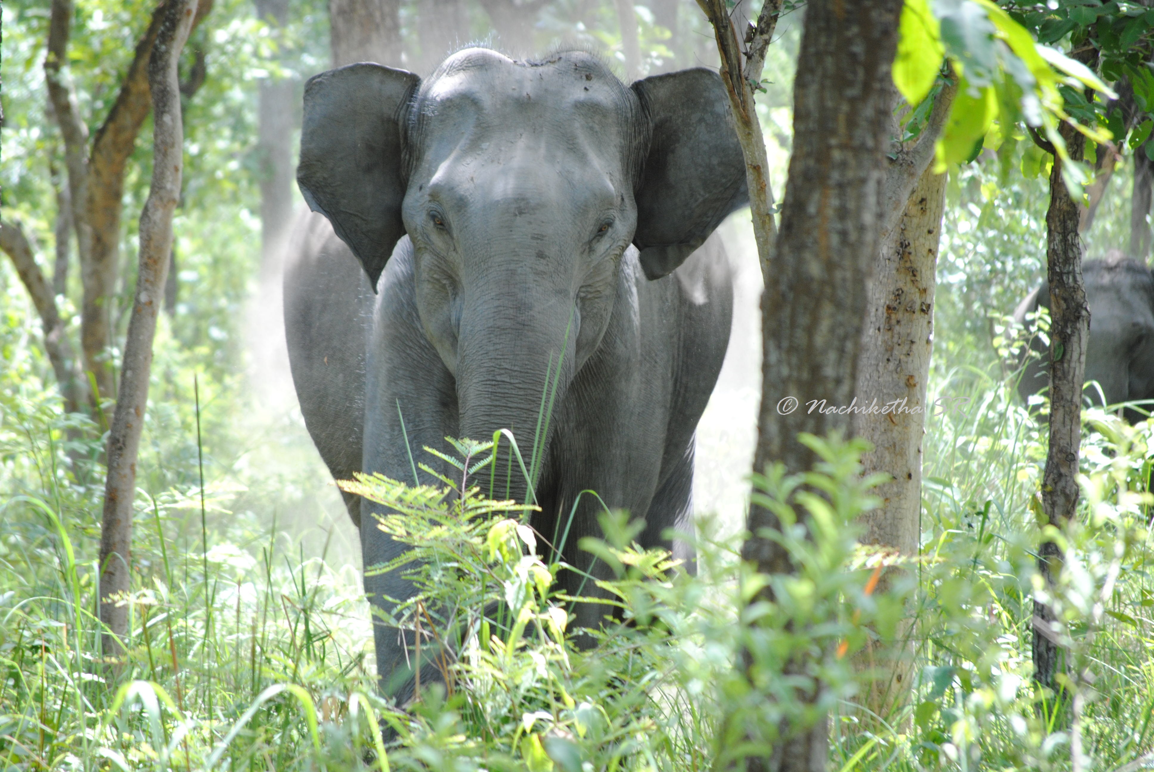 Ferocious Indian Elephant