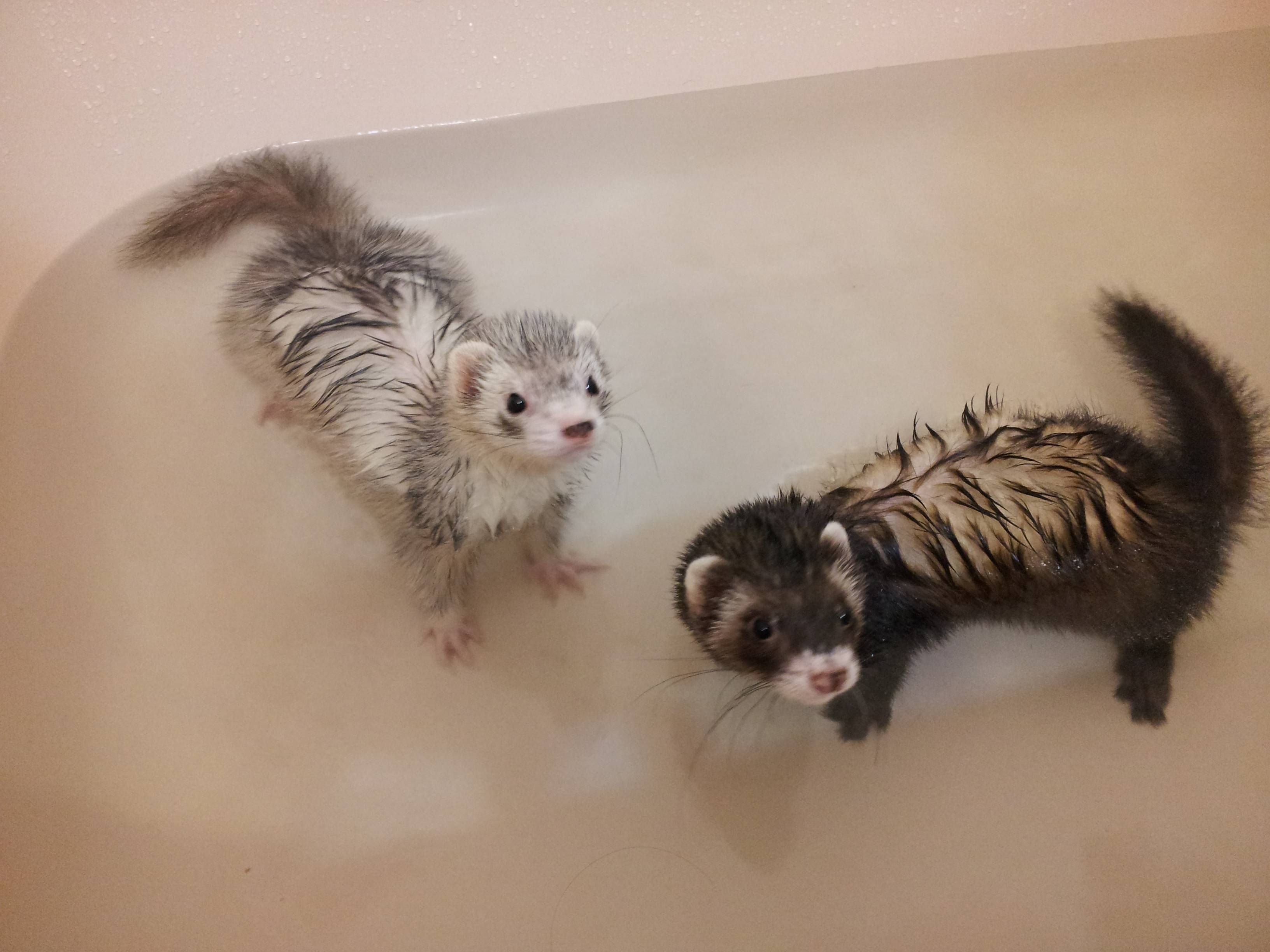 My cute baby ferrets. Dean and Kuma. Bath time! | Ferret, Animal and ...