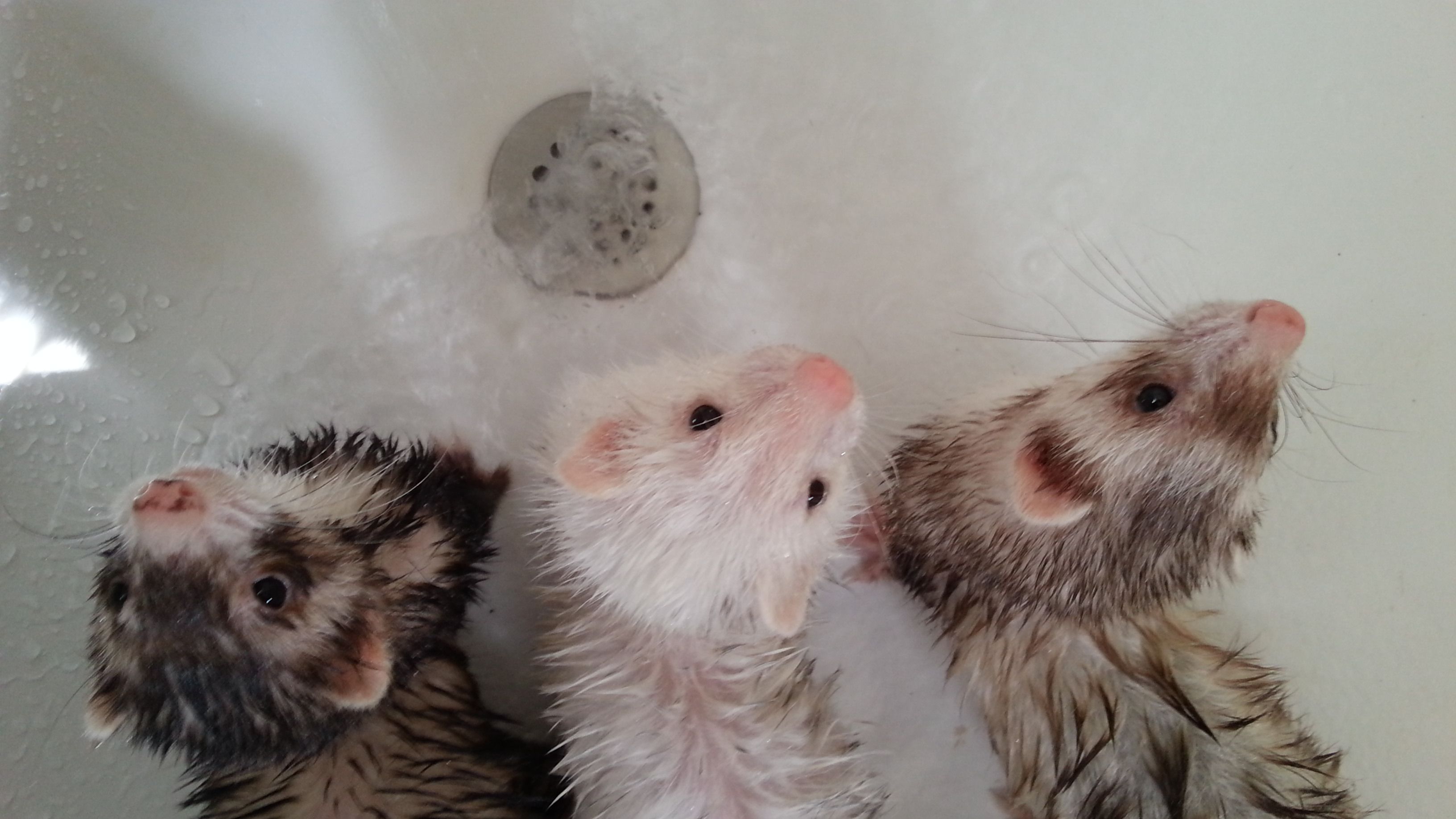 Bath time | my ferrets | Pinterest | Ferret