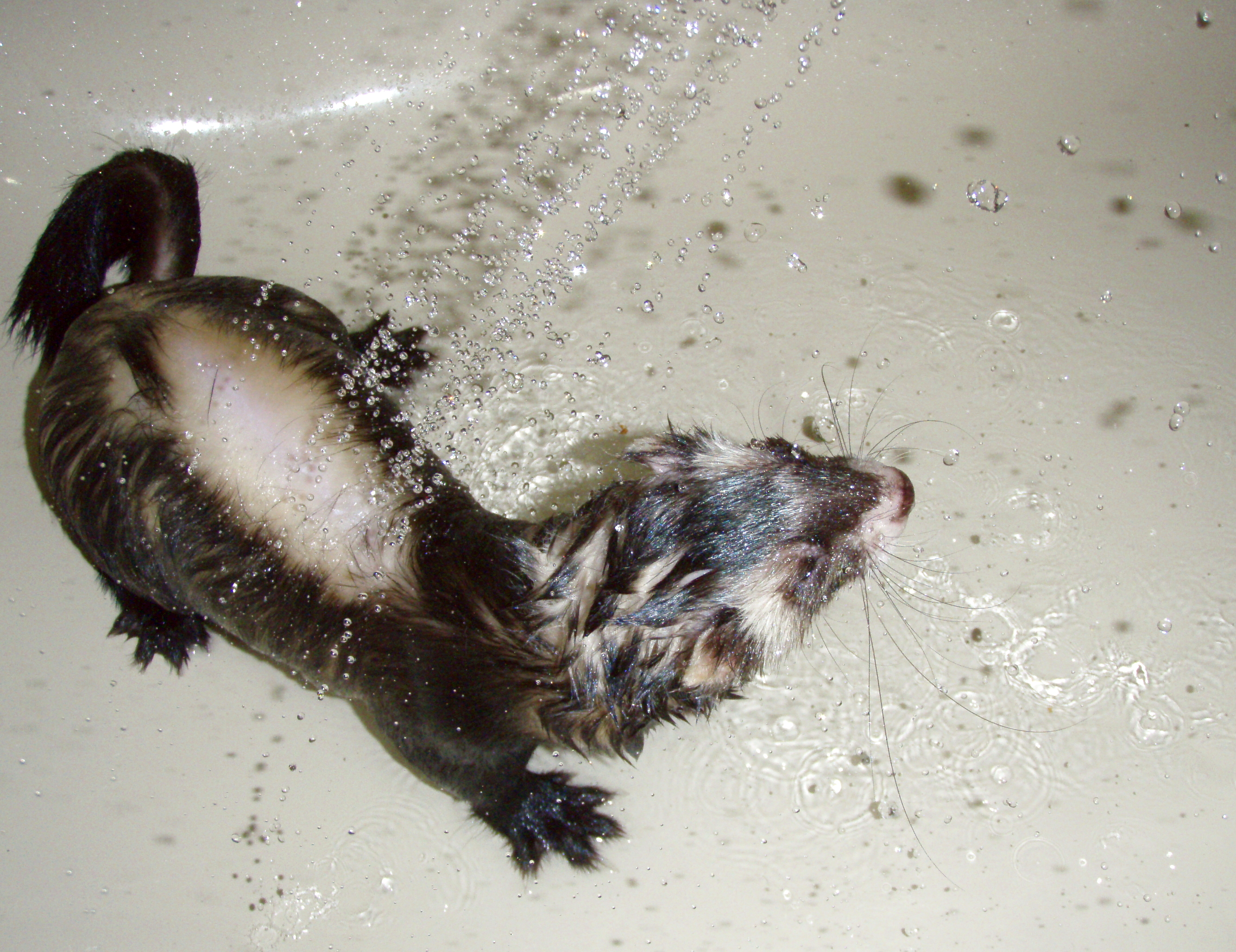 Ferret in the shower, Animal, Bath, Cute, Drops, HQ Photo