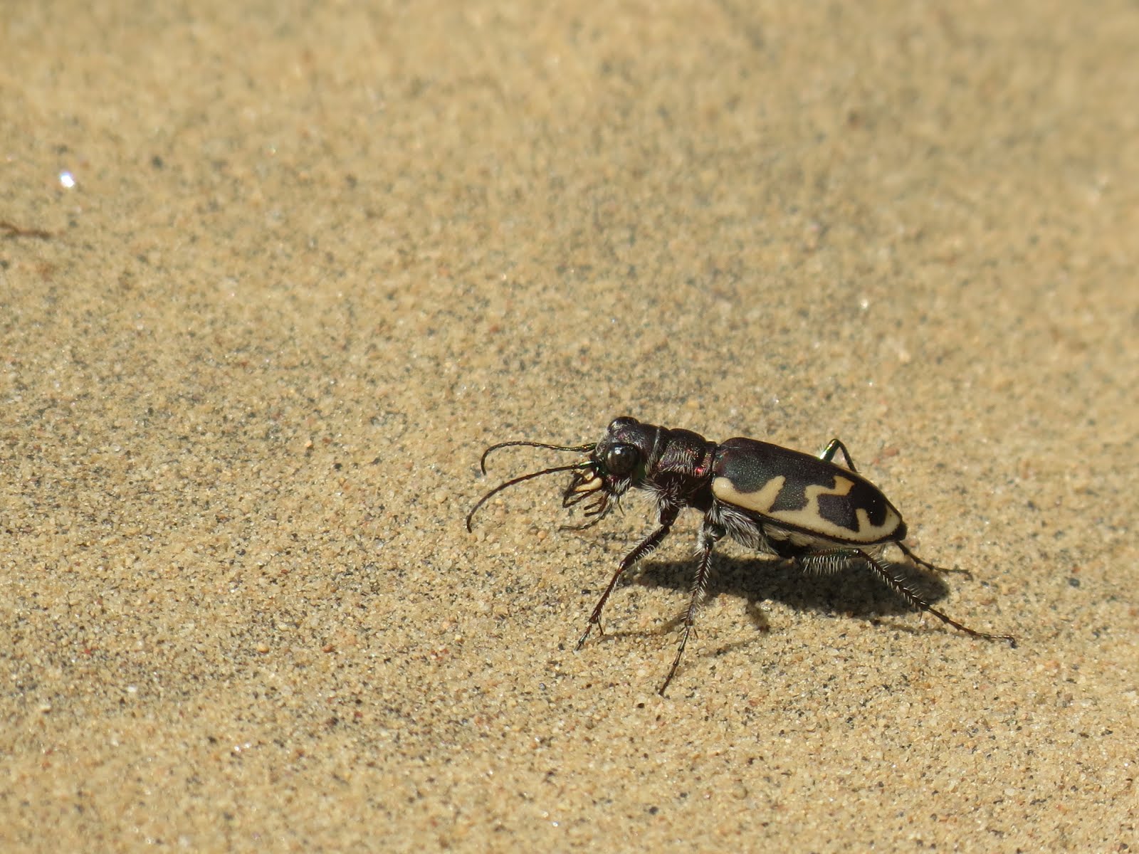 Winged Things: Tiger Beetles and More Near Long Point