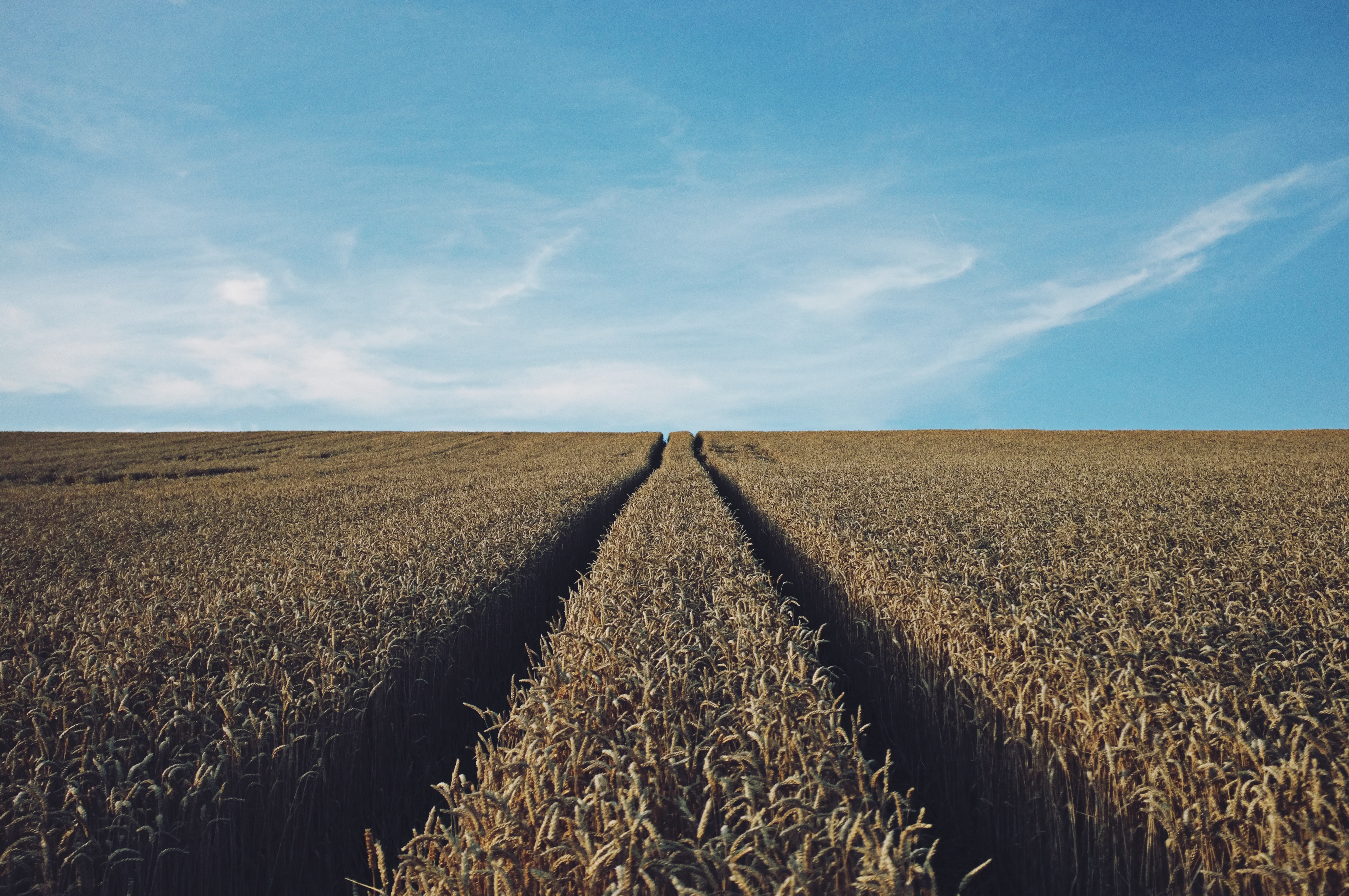 Field, Agriculture, Crop, Food, Grain, HQ Photo