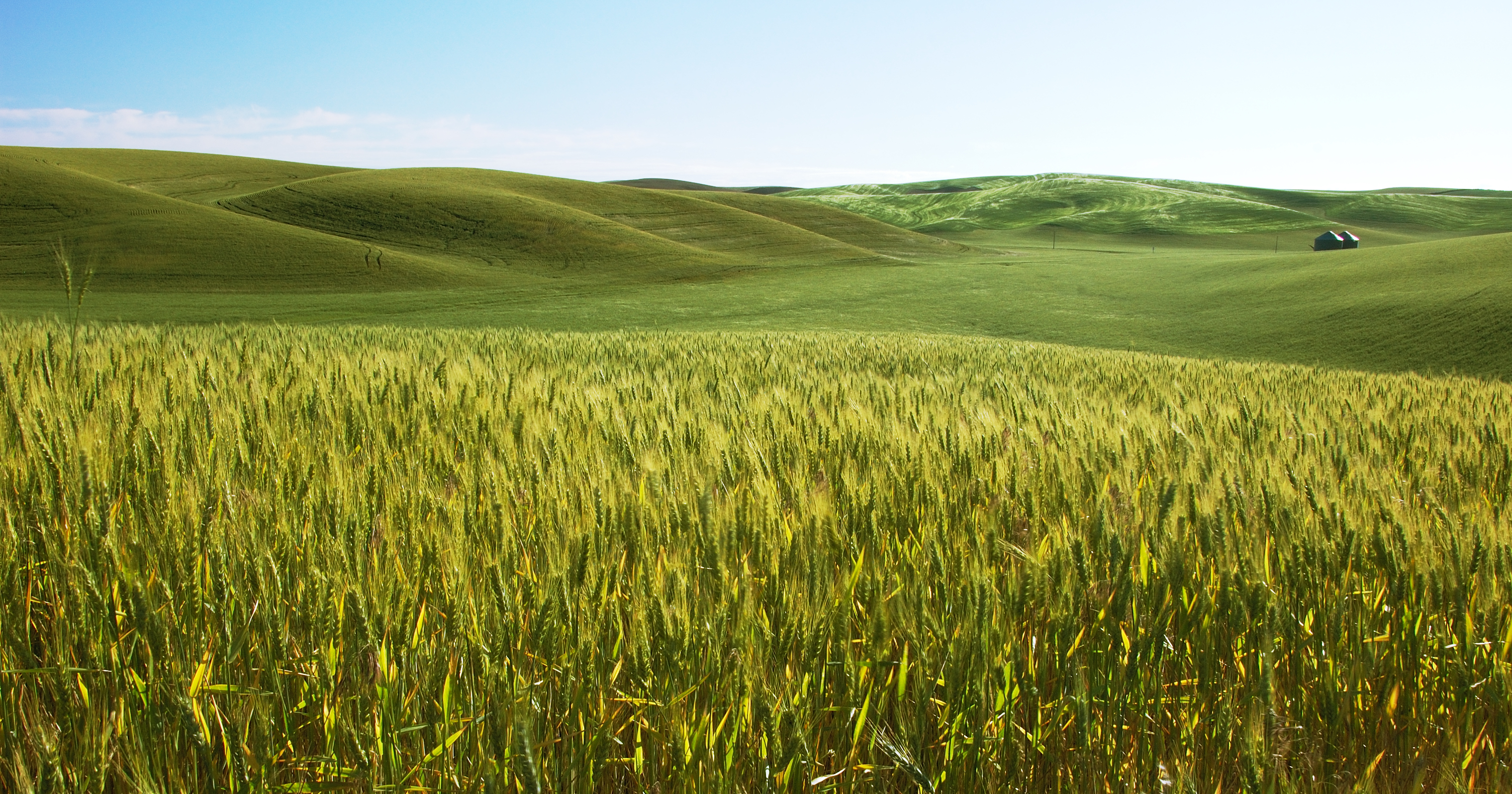 File:Barley field-2007-02-22(large).jpg - Wikimedia Commons