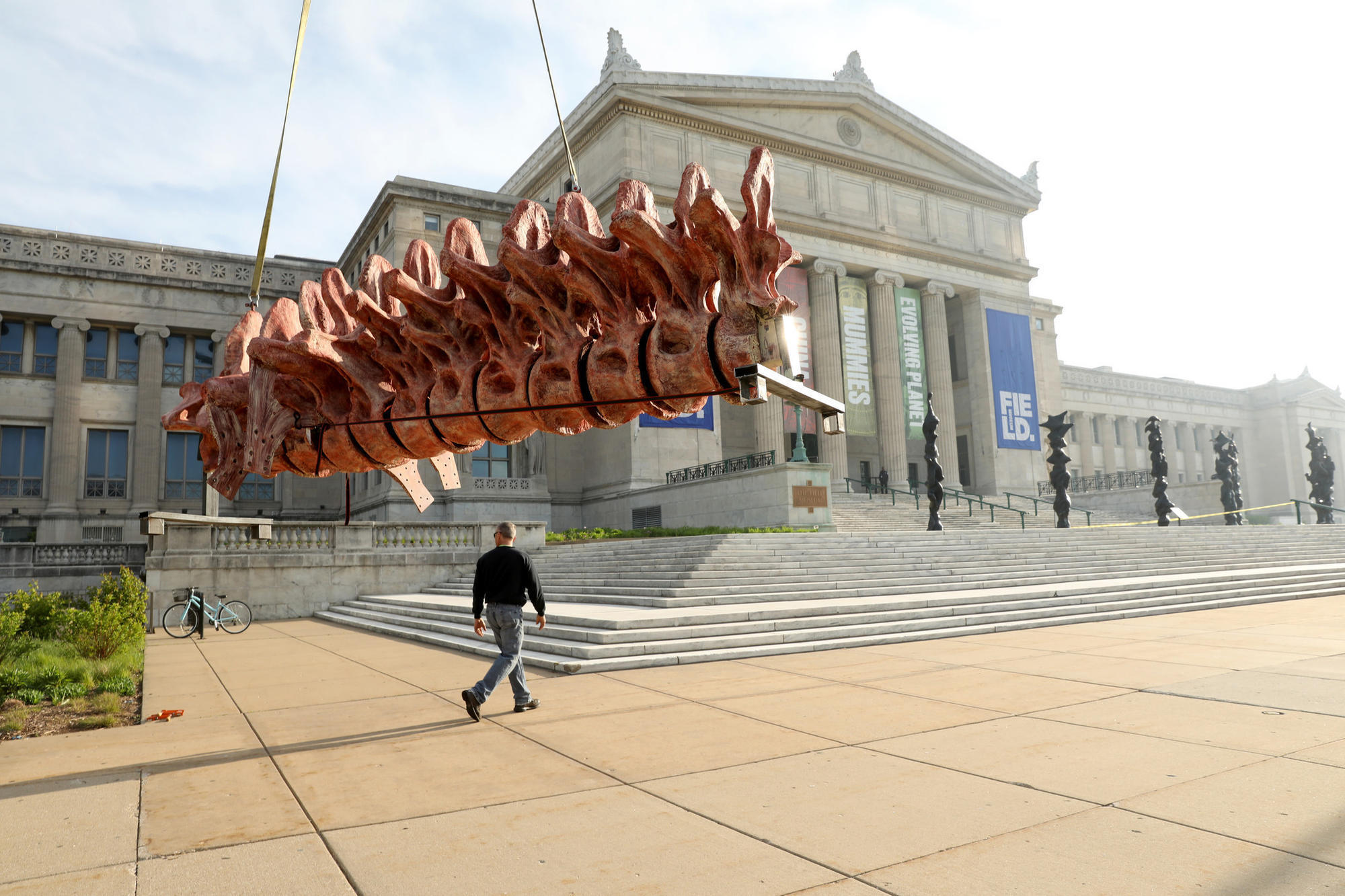 Largest dinosaur ever, Sue's replacement, starts to stand tall in ...
