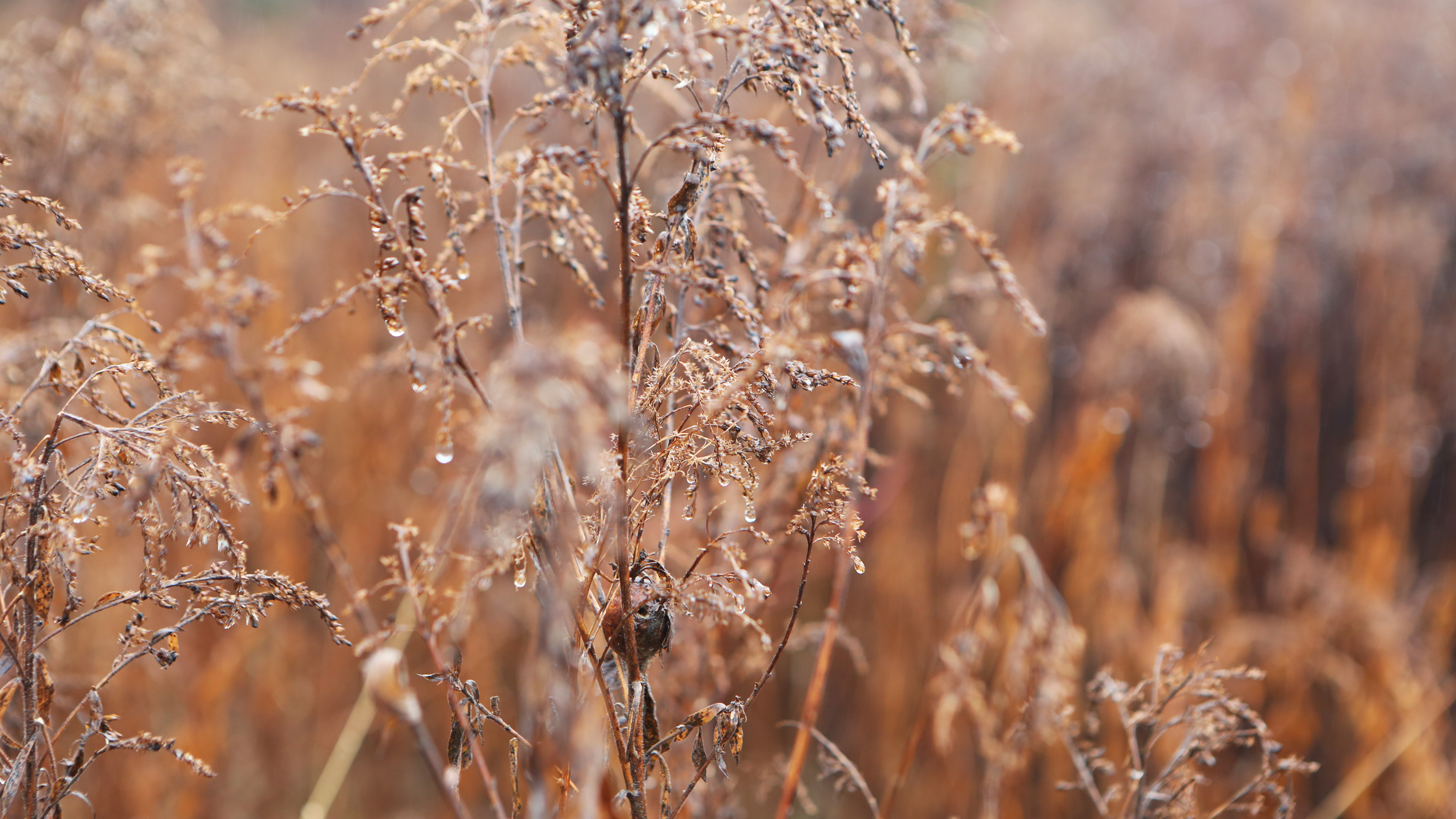 Field, Agriculture, Brown, Environment, Grass, HQ Photo