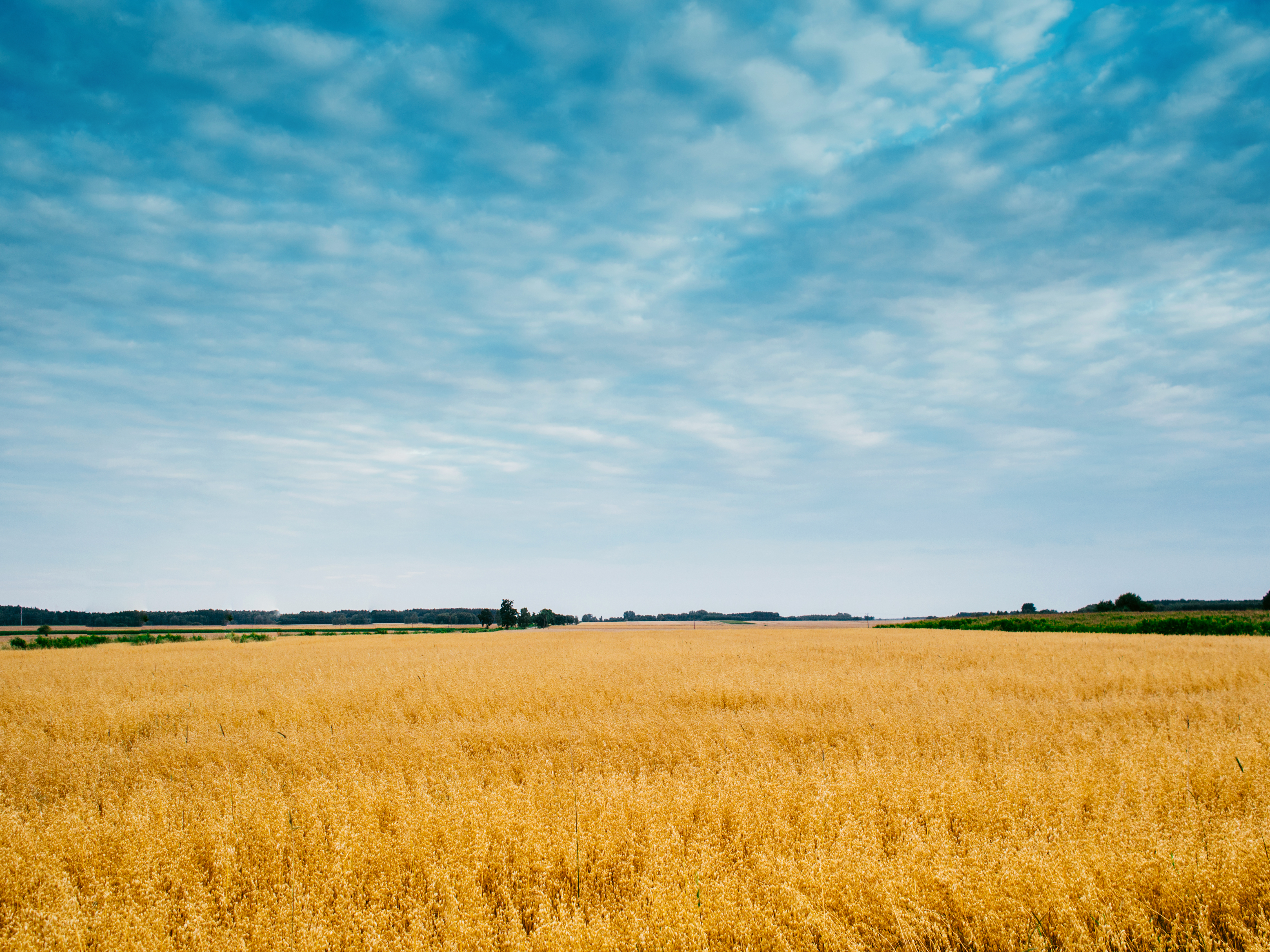 FreeUse - Sky field agriculture cornfield high quality photo
