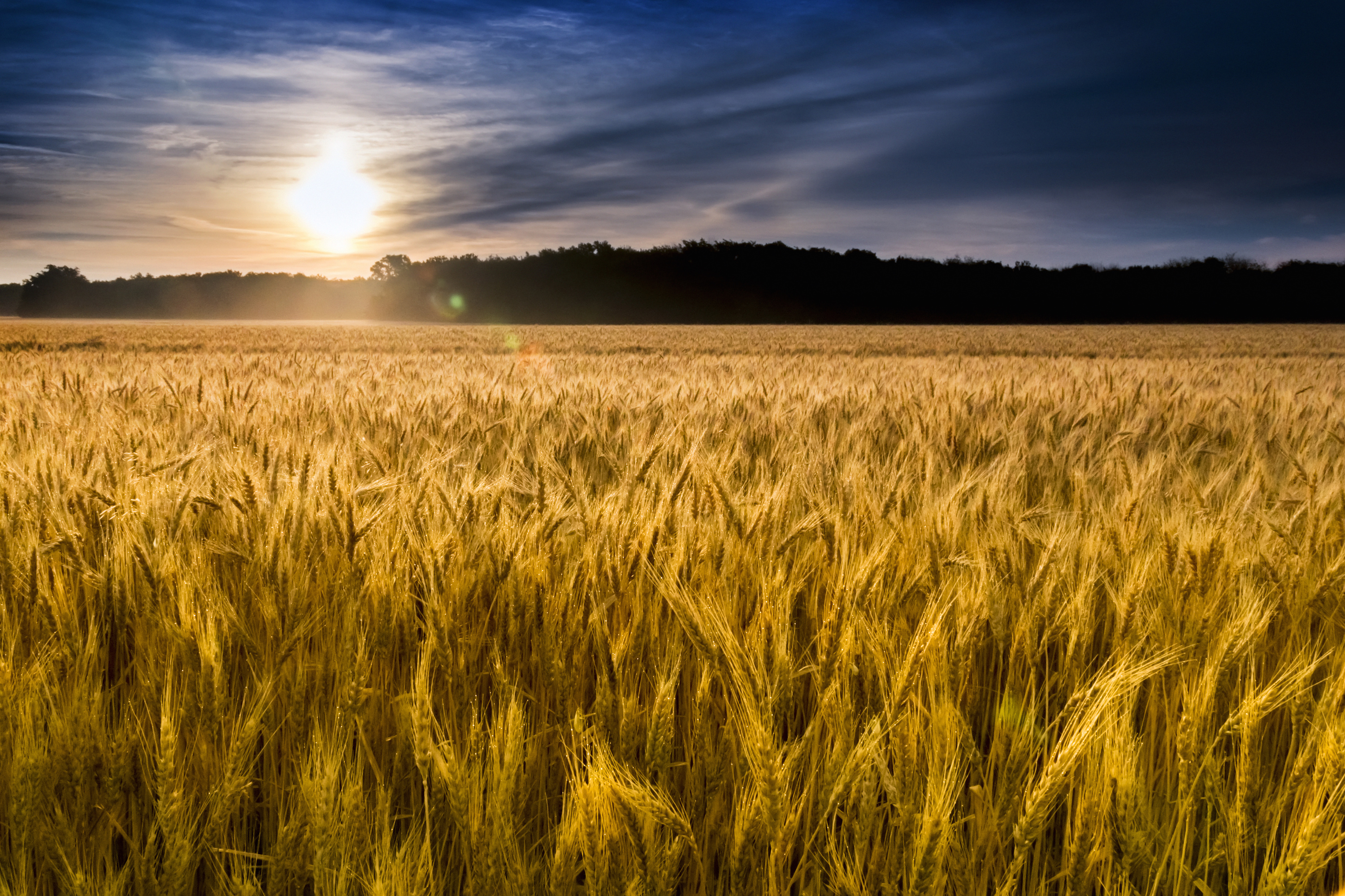 Free photo: Wheat field - Biological, Cereal, Cornfield - Free Download