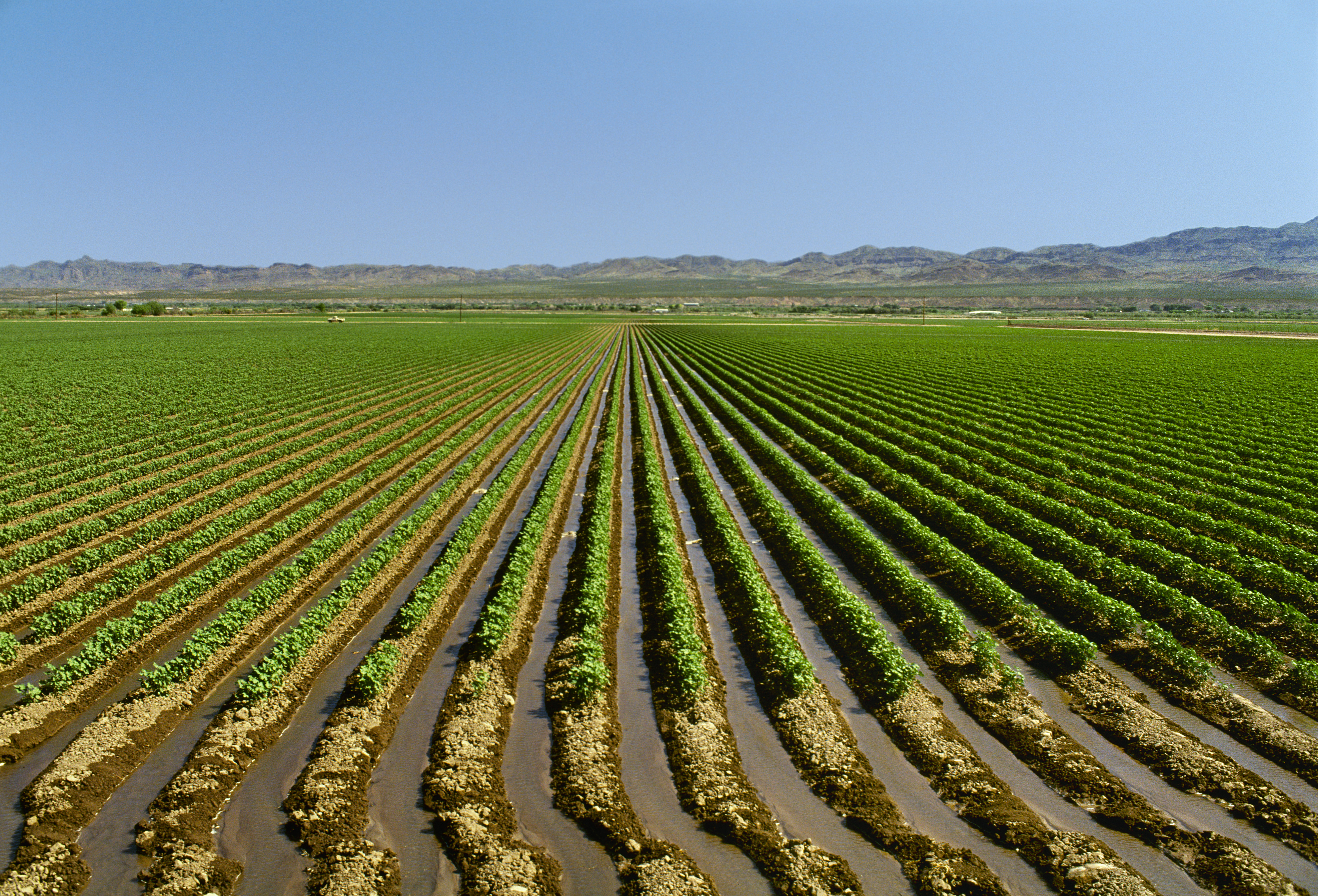 irrigated-field-of-cotton - Arizona Pictures - Arizona - HISTORY.com