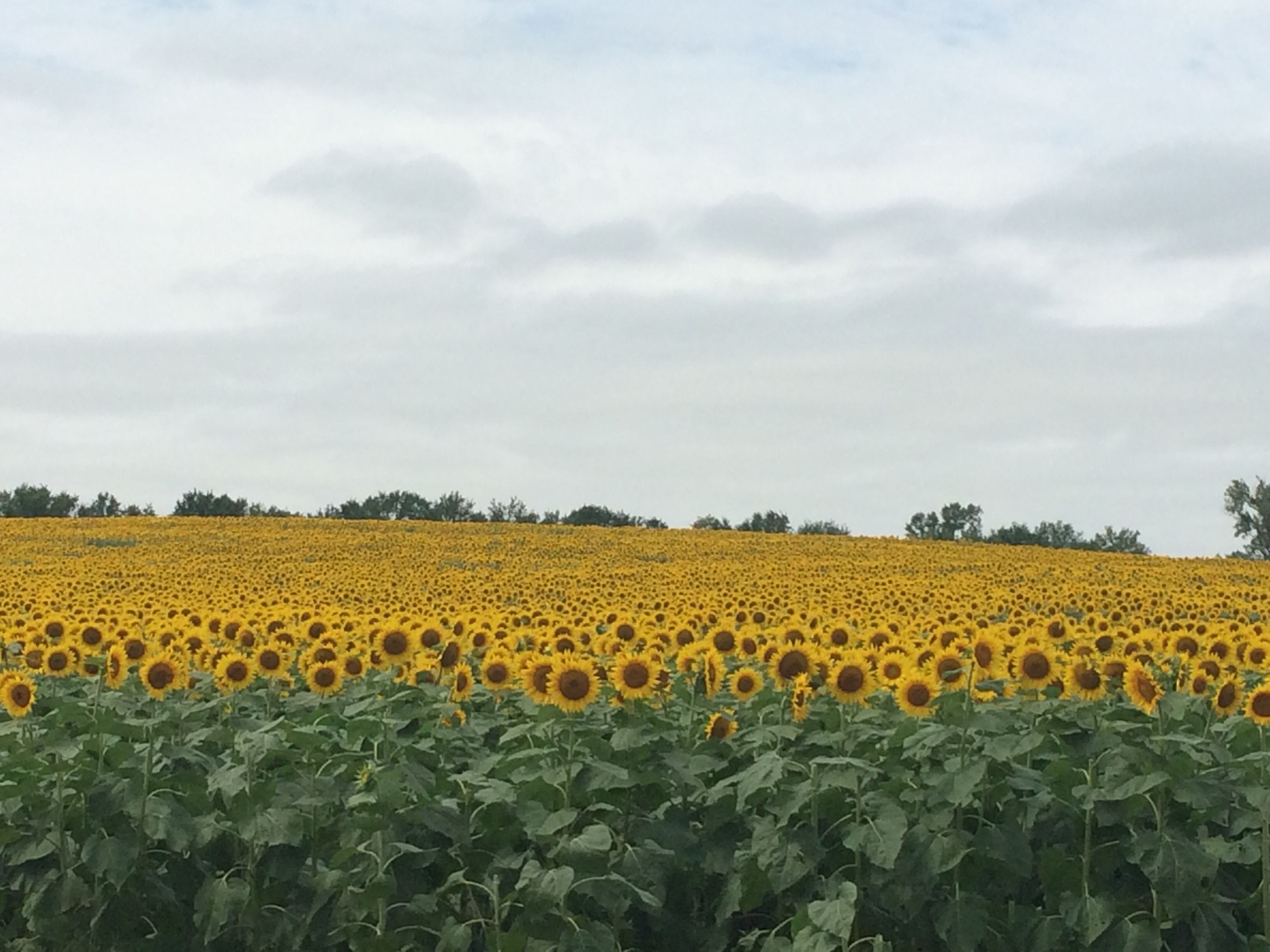 Visit a field filled with sunflowers in the late summer heat Grinter ...