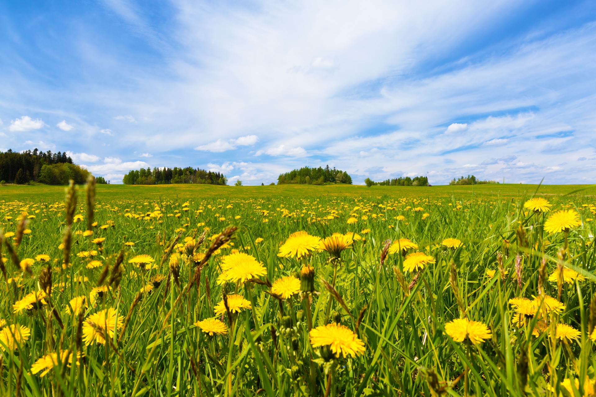Dandelion Field In Spring Free Stock Photo - Public Domain Pictures
