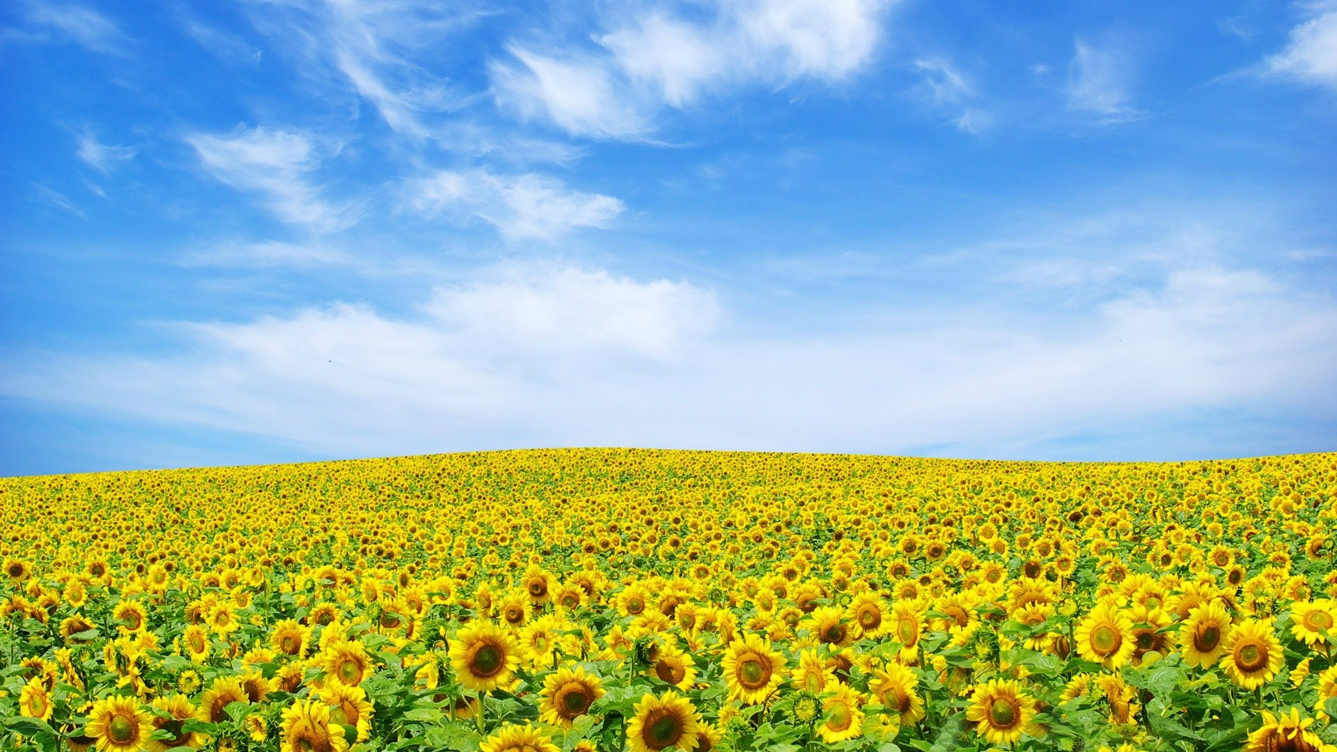 Field Of Flowers HD Wallpaper, Background Images