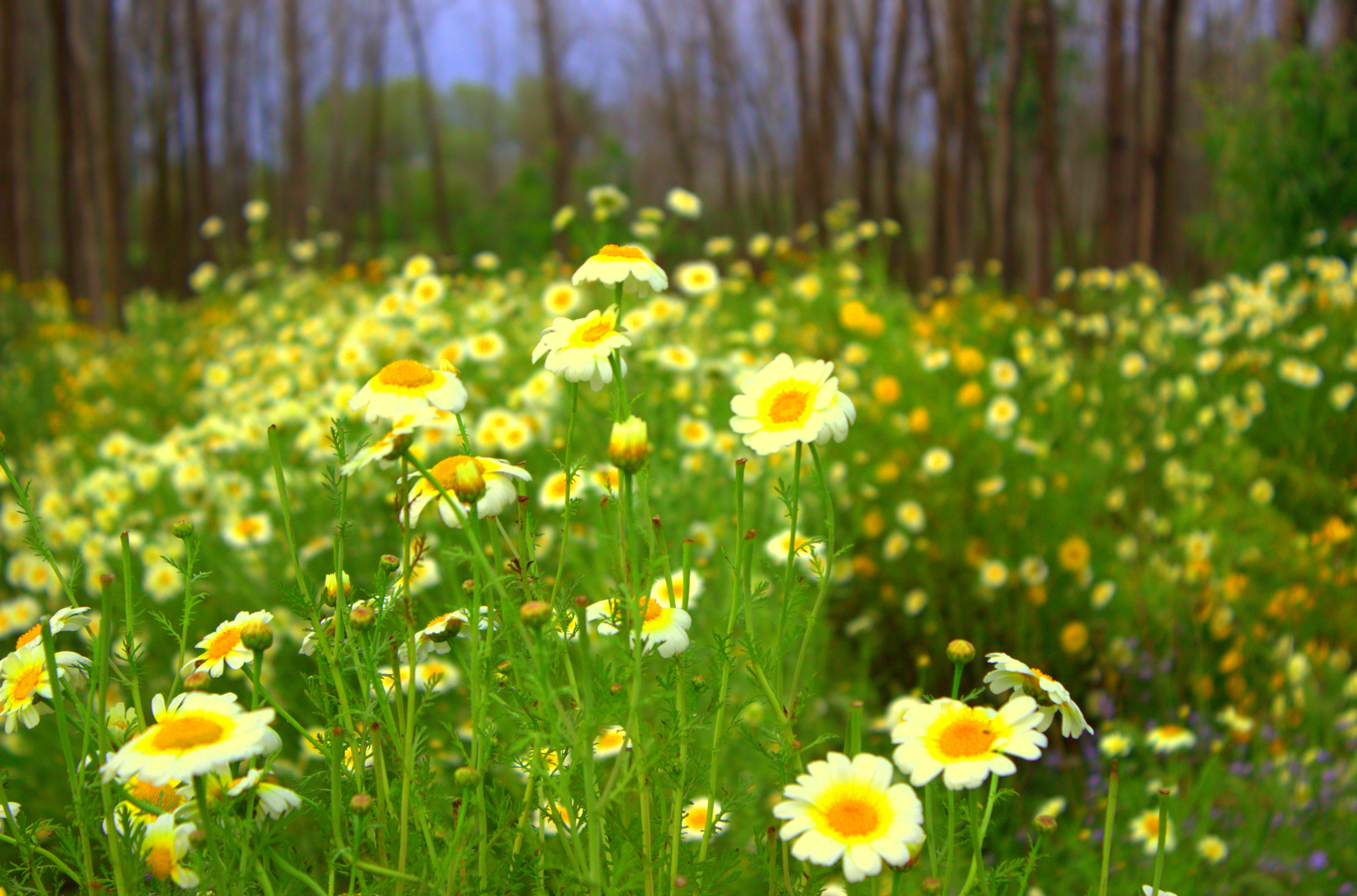 Free photo: Fields of flowers - Bloom, Closeup, Color ...