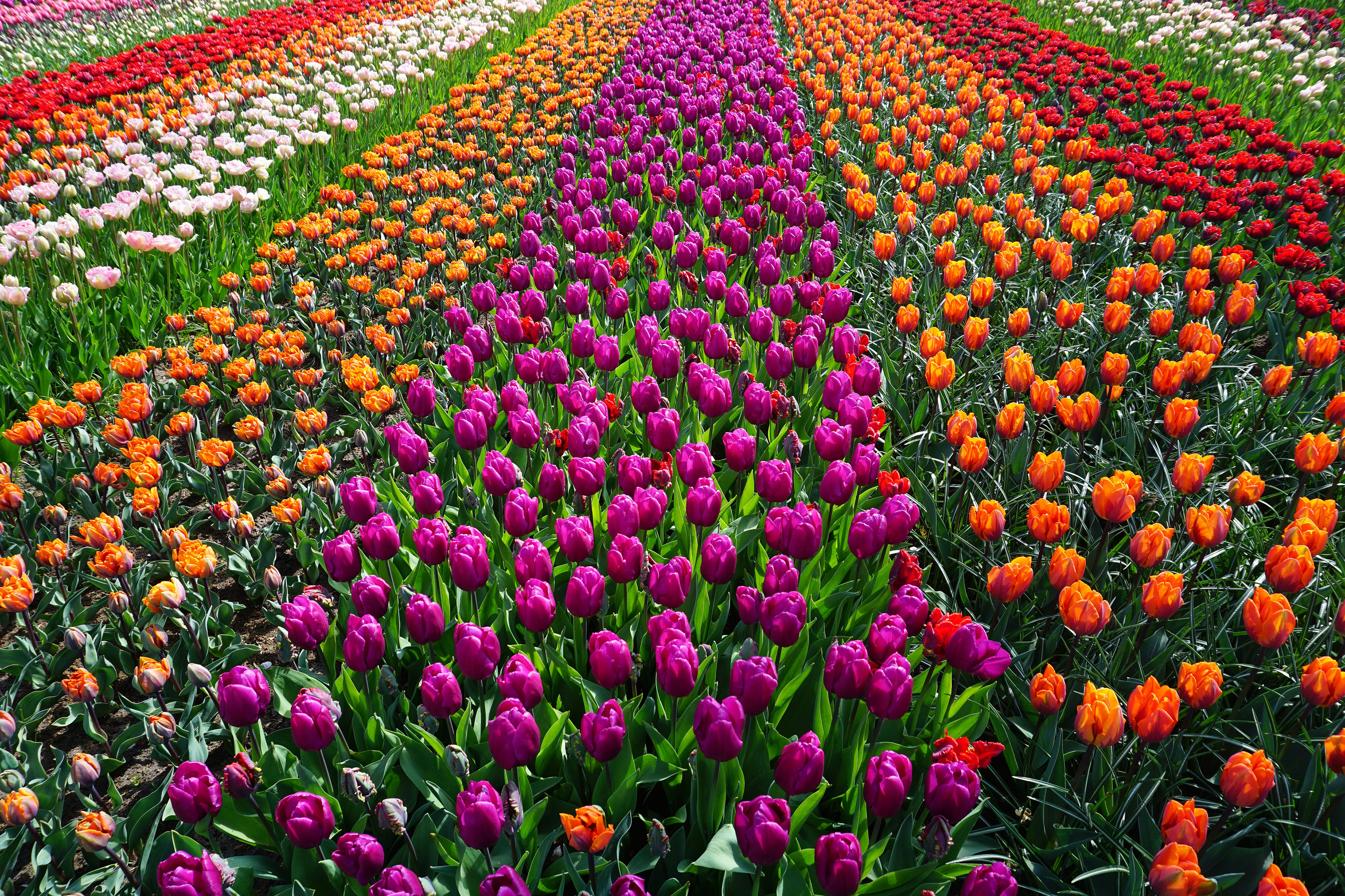 Field of Flowers Free Photo - ISO Republic