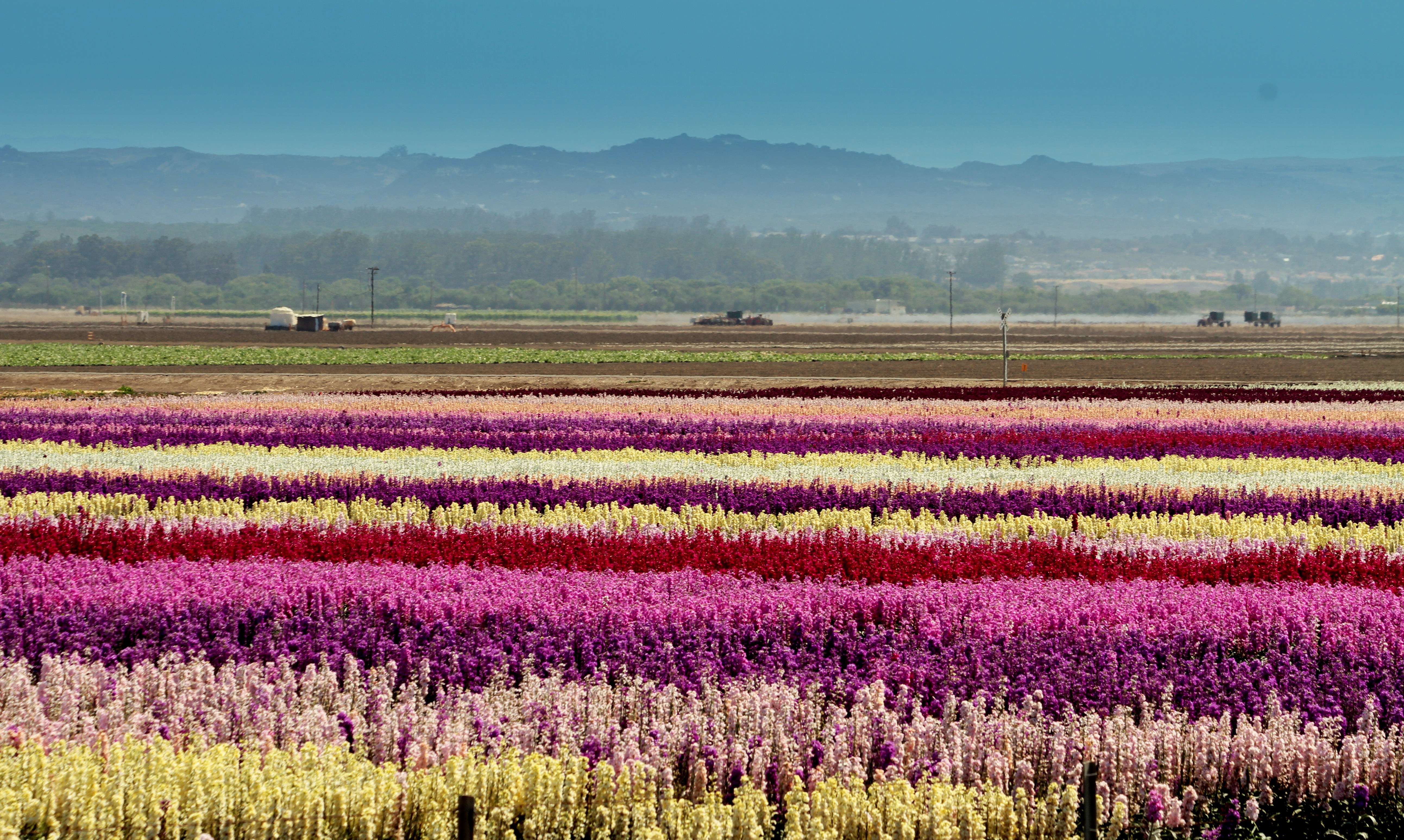 10 Gorgeous Fields of Flowers Worth Traveling to See Photos ...