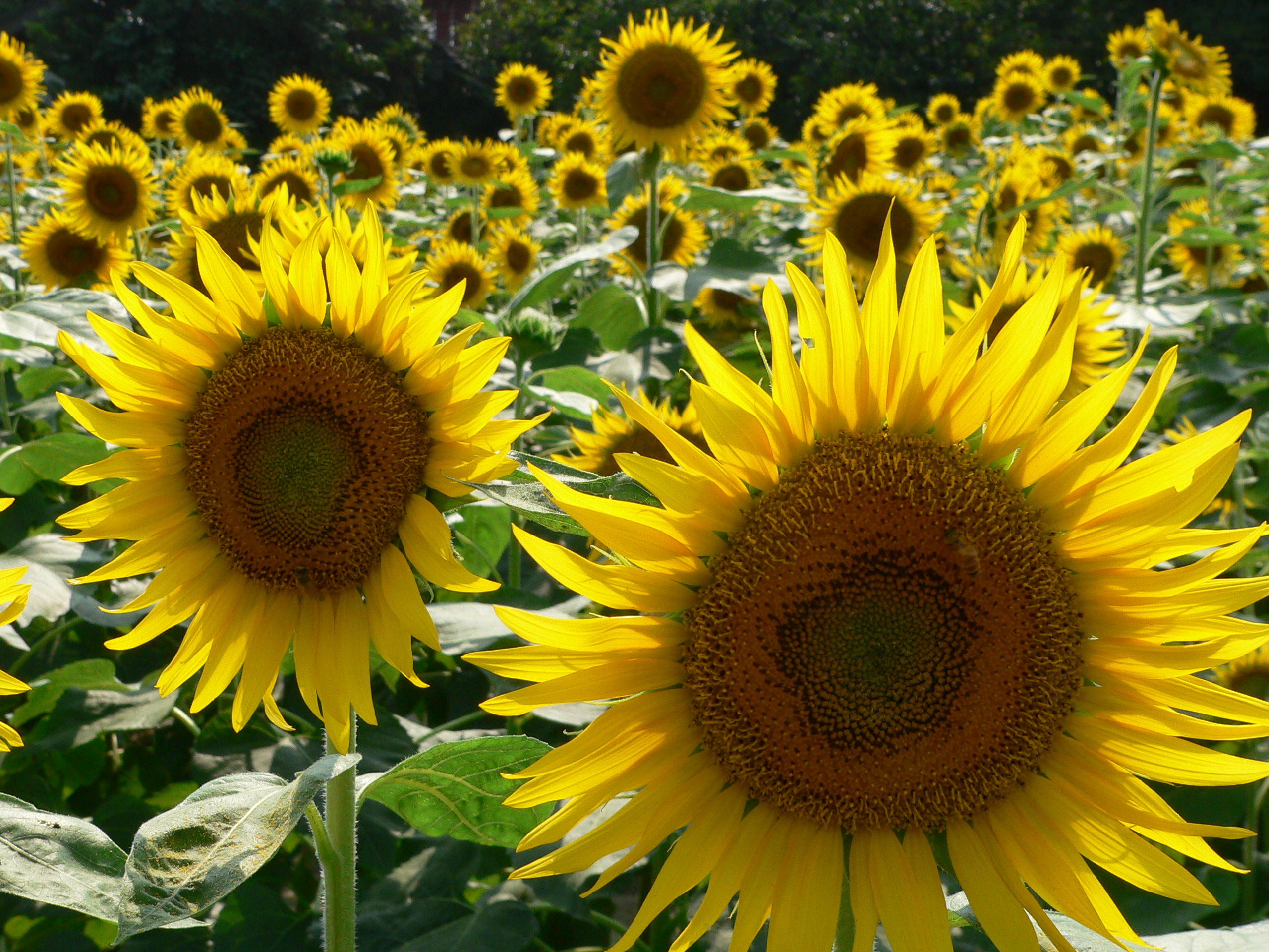 Field of sunflowers in hikawa, japan photo