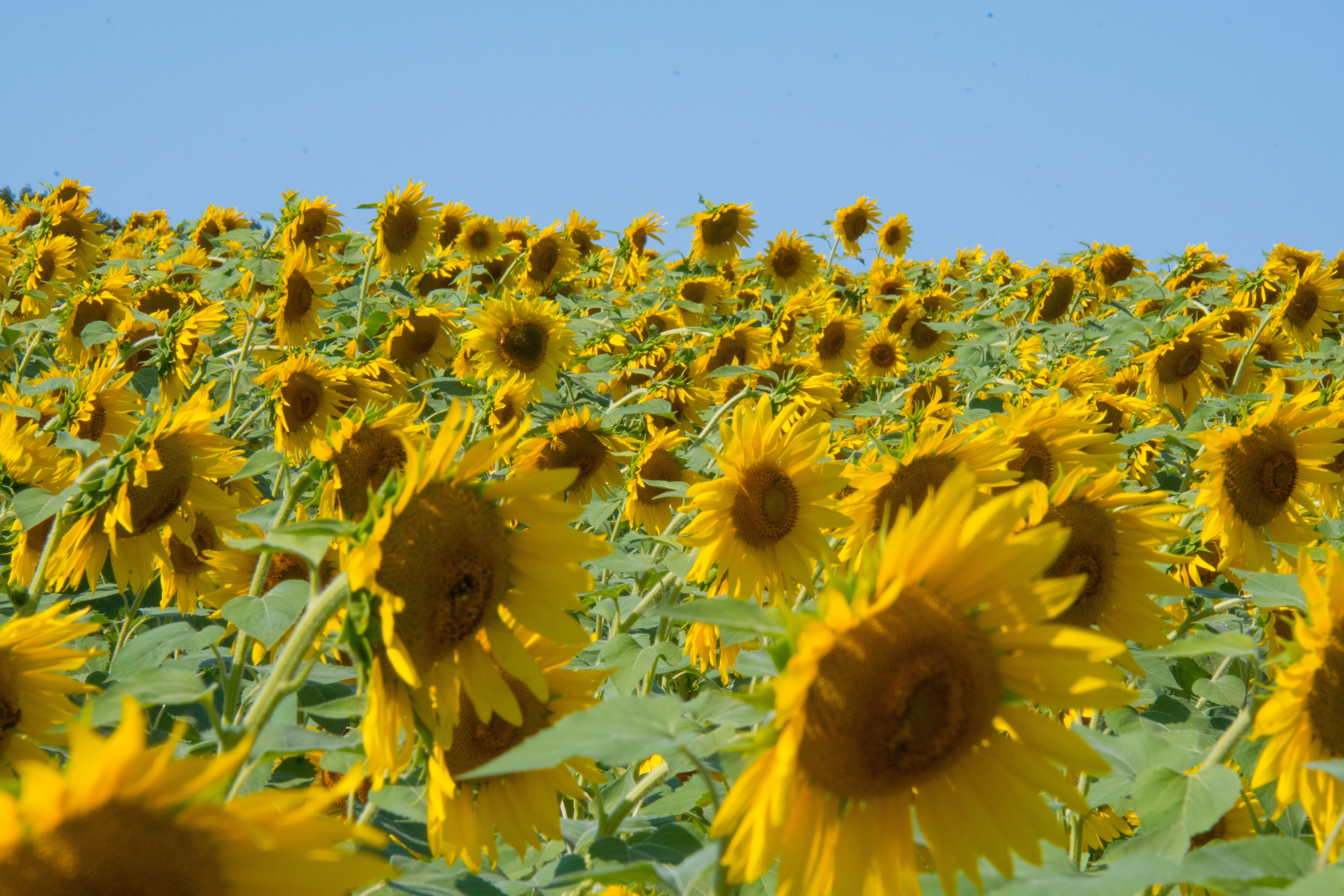 Field of sunflowers photo