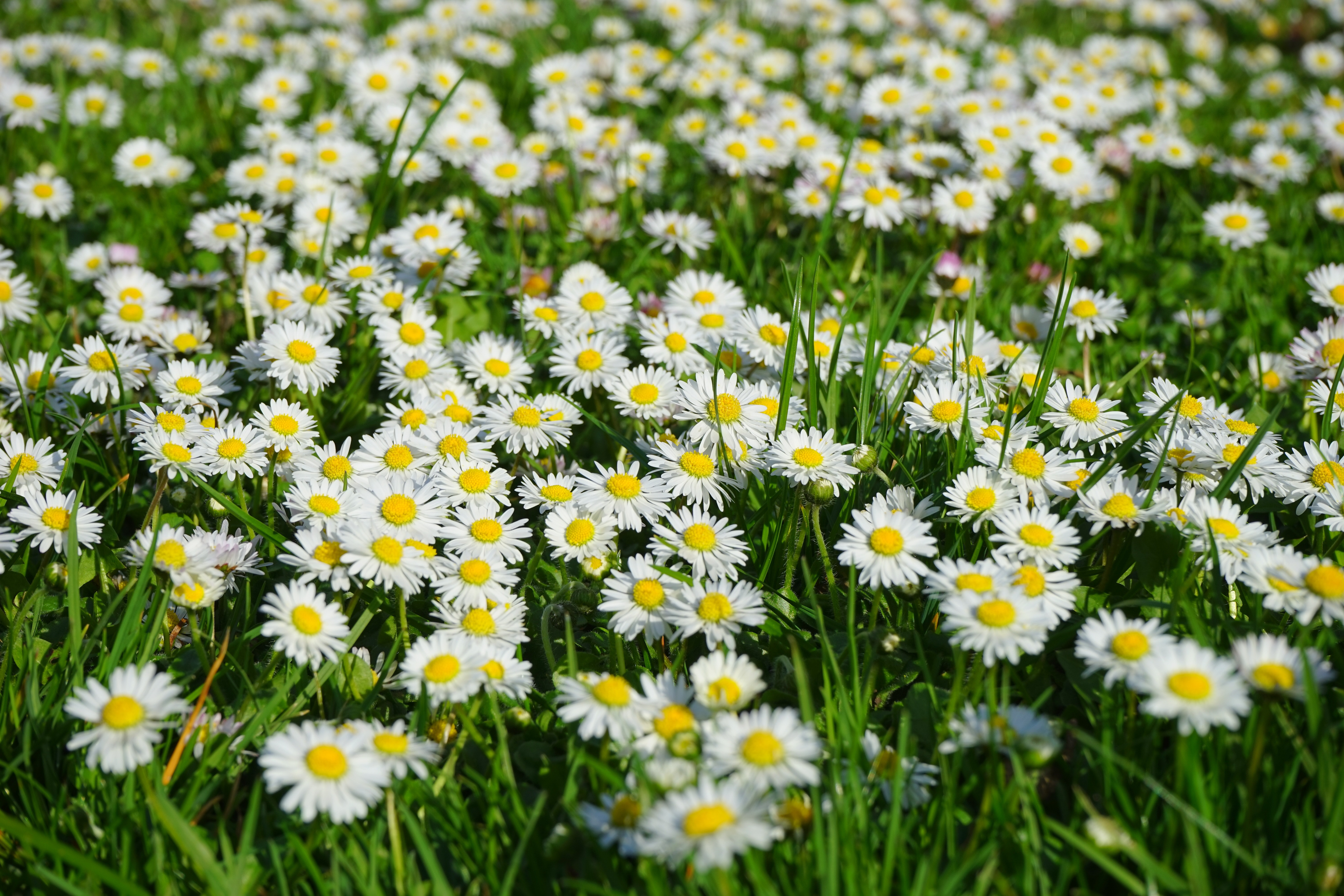 Field of white and yellow daisies photo