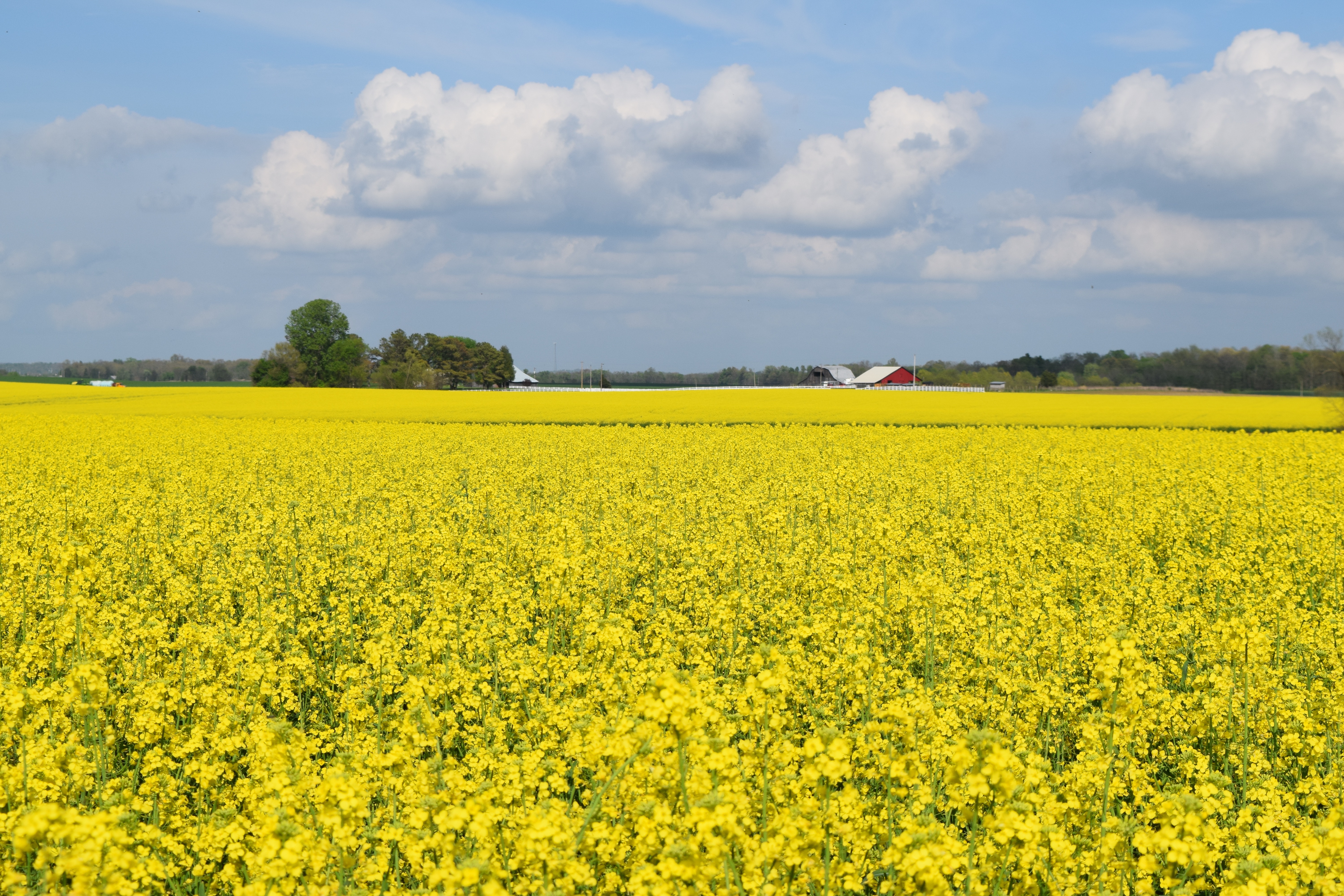 How Local Canola Crops are Grown@judyschickens