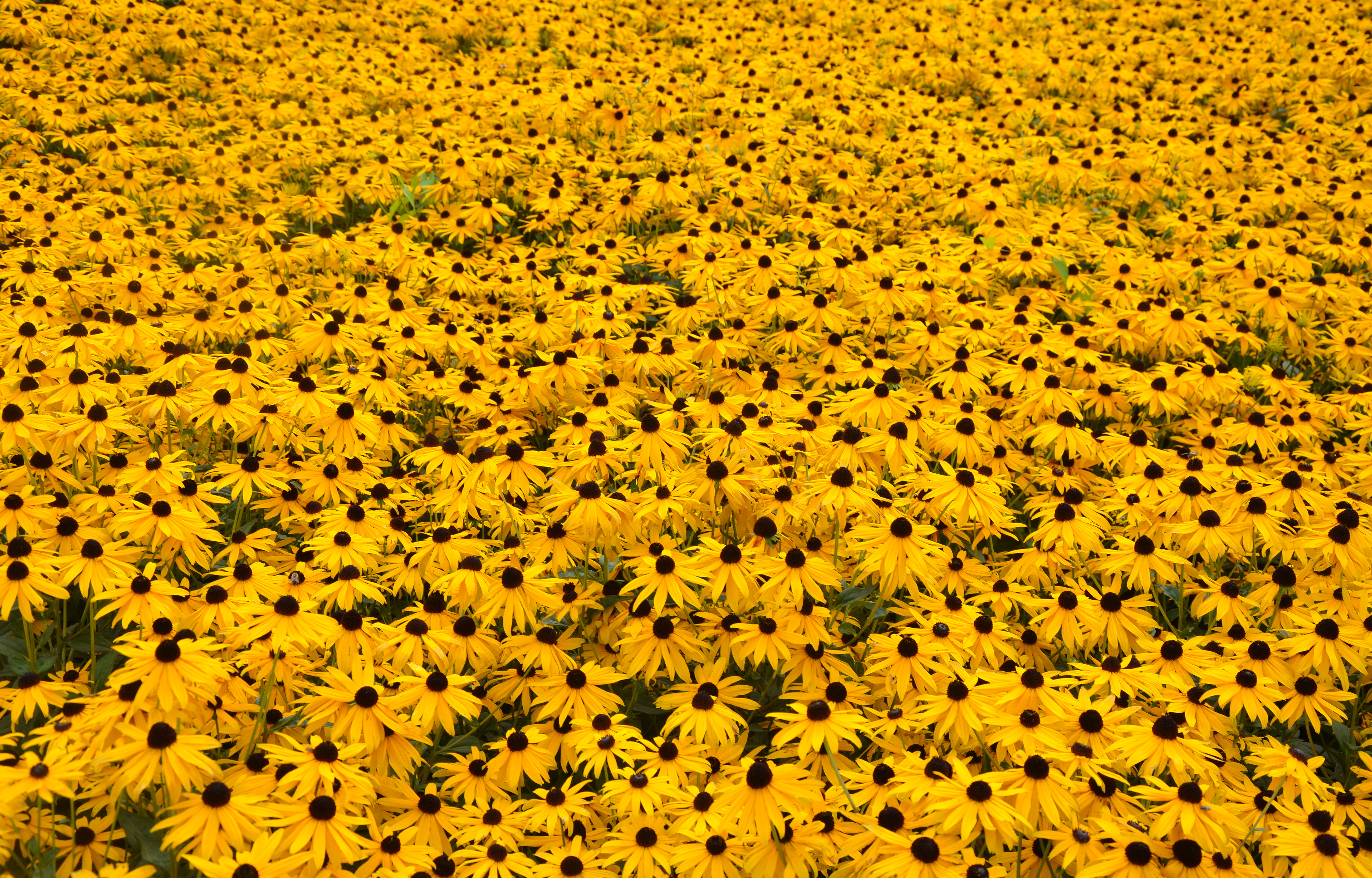 File:Field of yellow flowers (6080049195).jpg - Wikimedia Commons