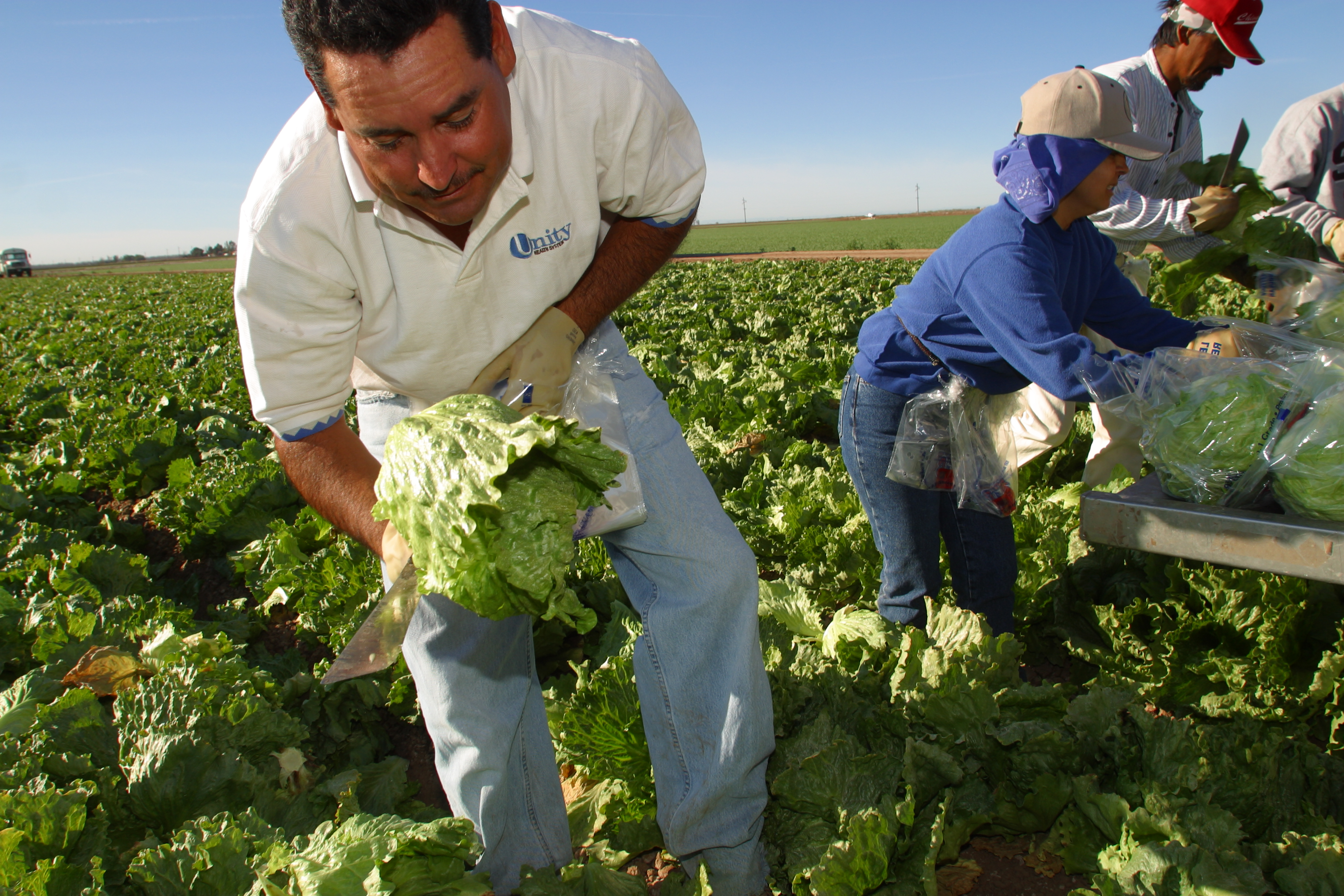 Lettuce field worker in Arizona - Fill Your Plate Blog