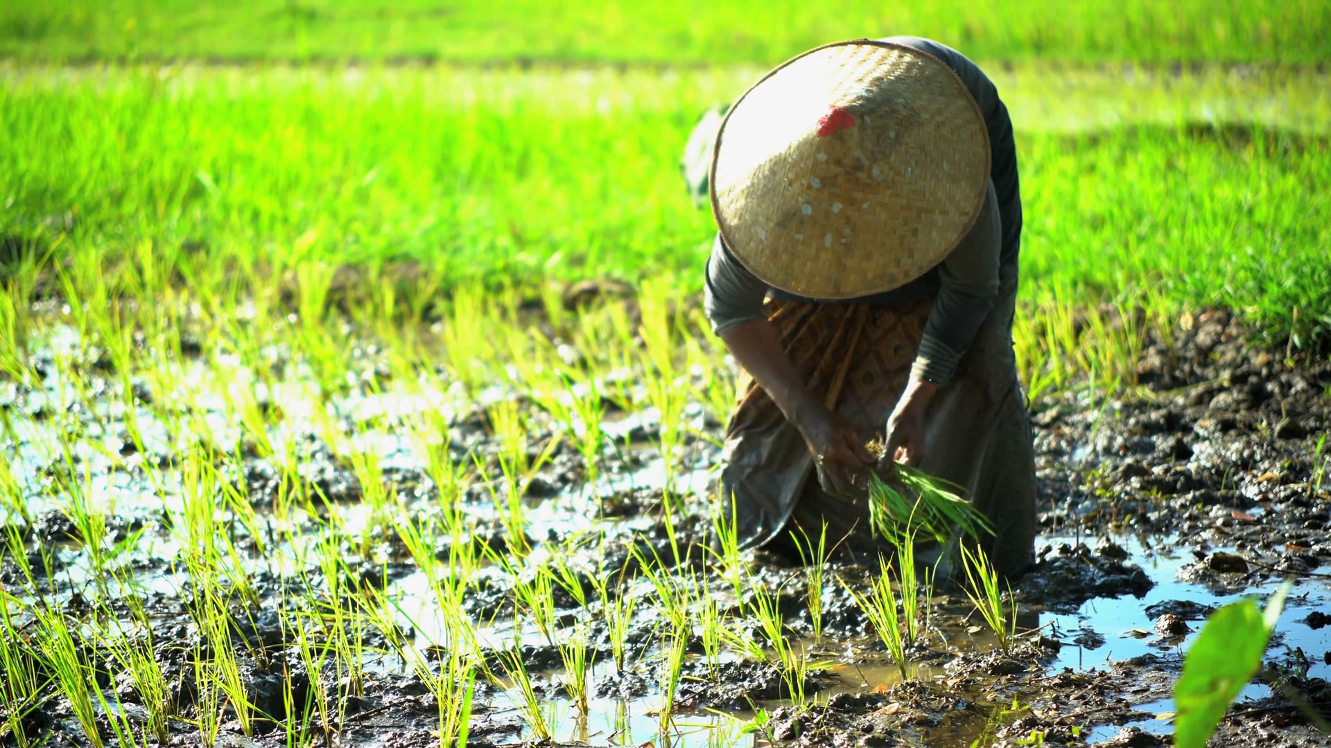 Traditional female field worker planting rice seedlings in Java ...