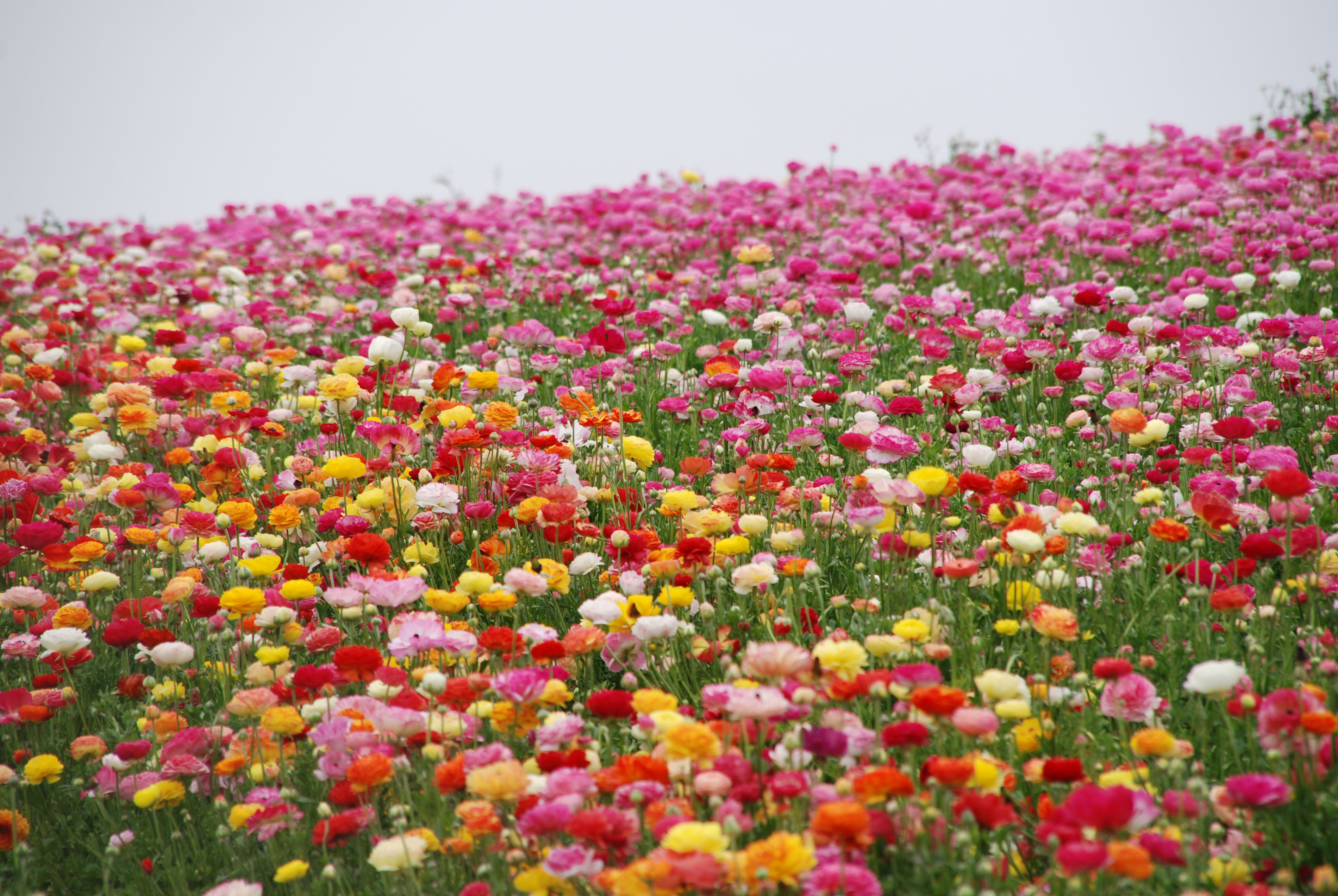 The Carlsbad, California, Flower fields.