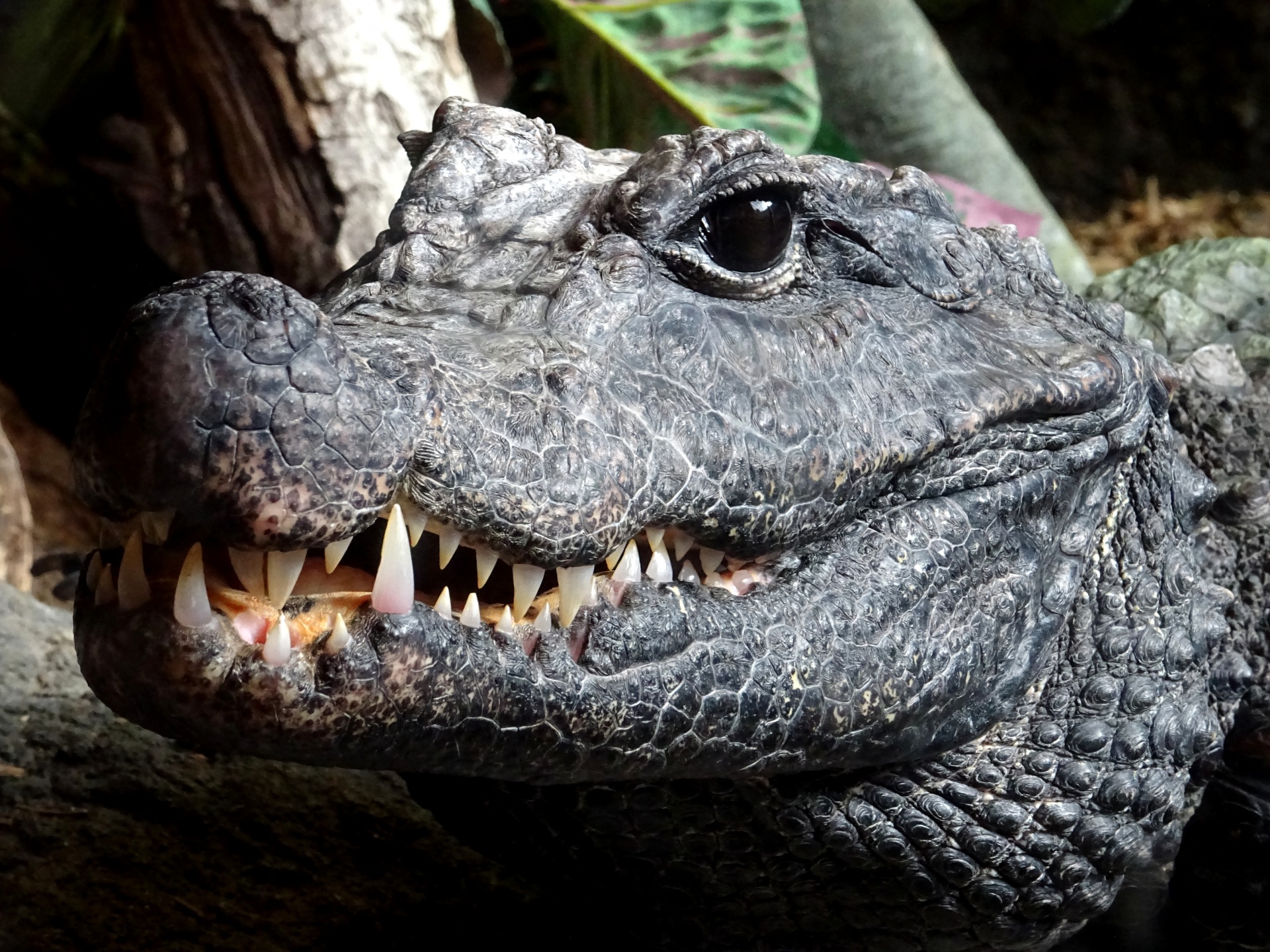 Crocodile Showing Fierce Teeth Free Stock Photo - Public Domain Pictures
