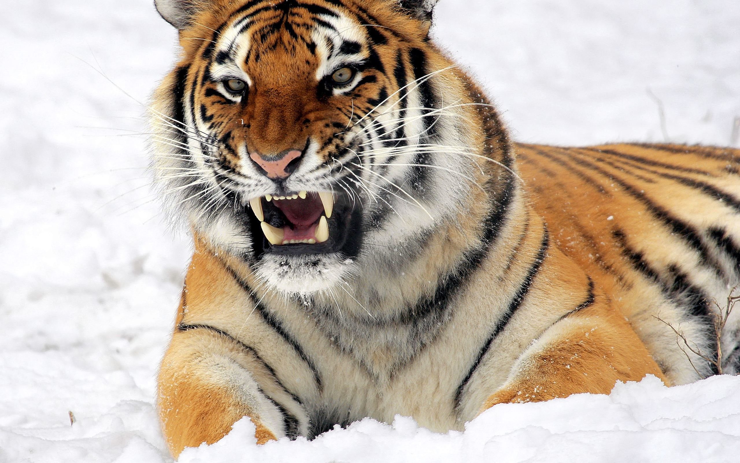 Fierce Tiger in the Snow widescreen wallpaper | Wide-Wallpapers.NET