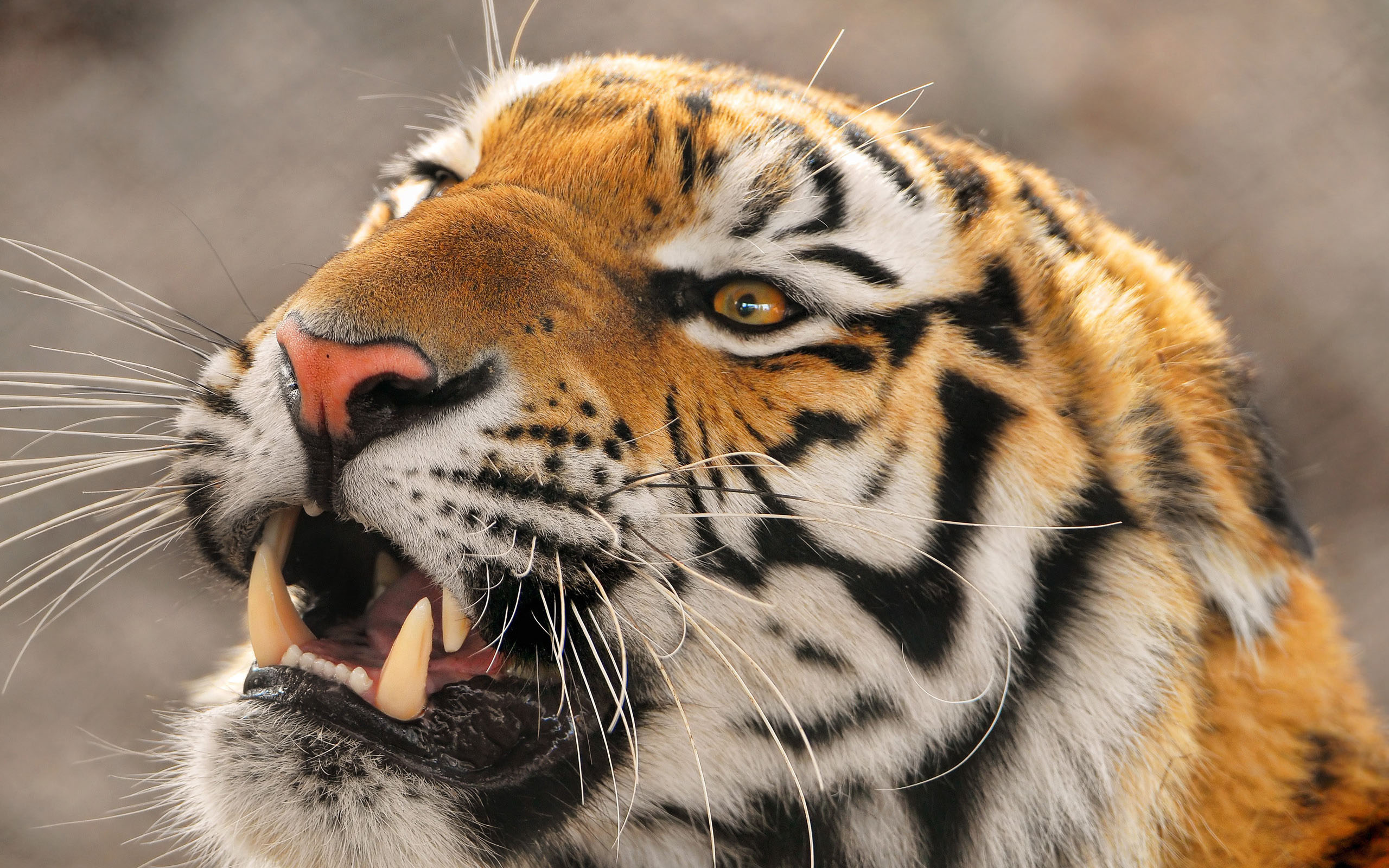 Fierce tiger / 2560 x 1600 / Animals / Photography | MIRIADNA.COM